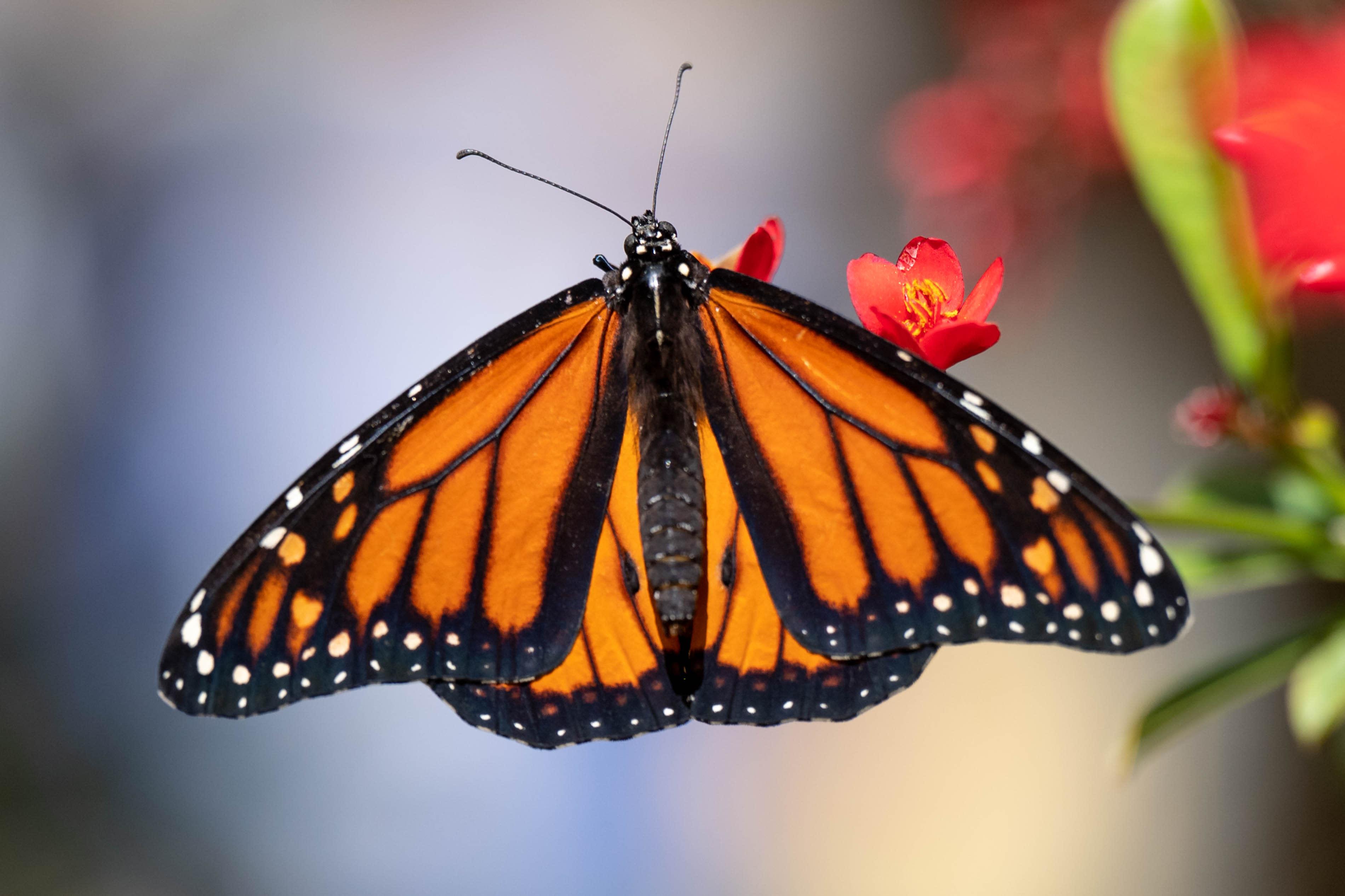 3800x2533 Monarch butterfly is added to IUCN's Red List of Threatened Species