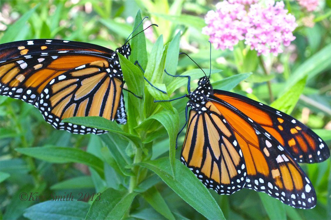 1129x750 Wallpaper Monarch Butterfly Perched on Green Leaf During Daytime, Background Free Image