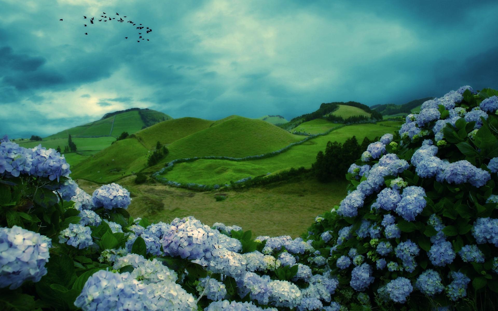 1920x1200 mountains, Flowers, Clouds, Birds Wallpaper HD / Desktop and Mobile Background