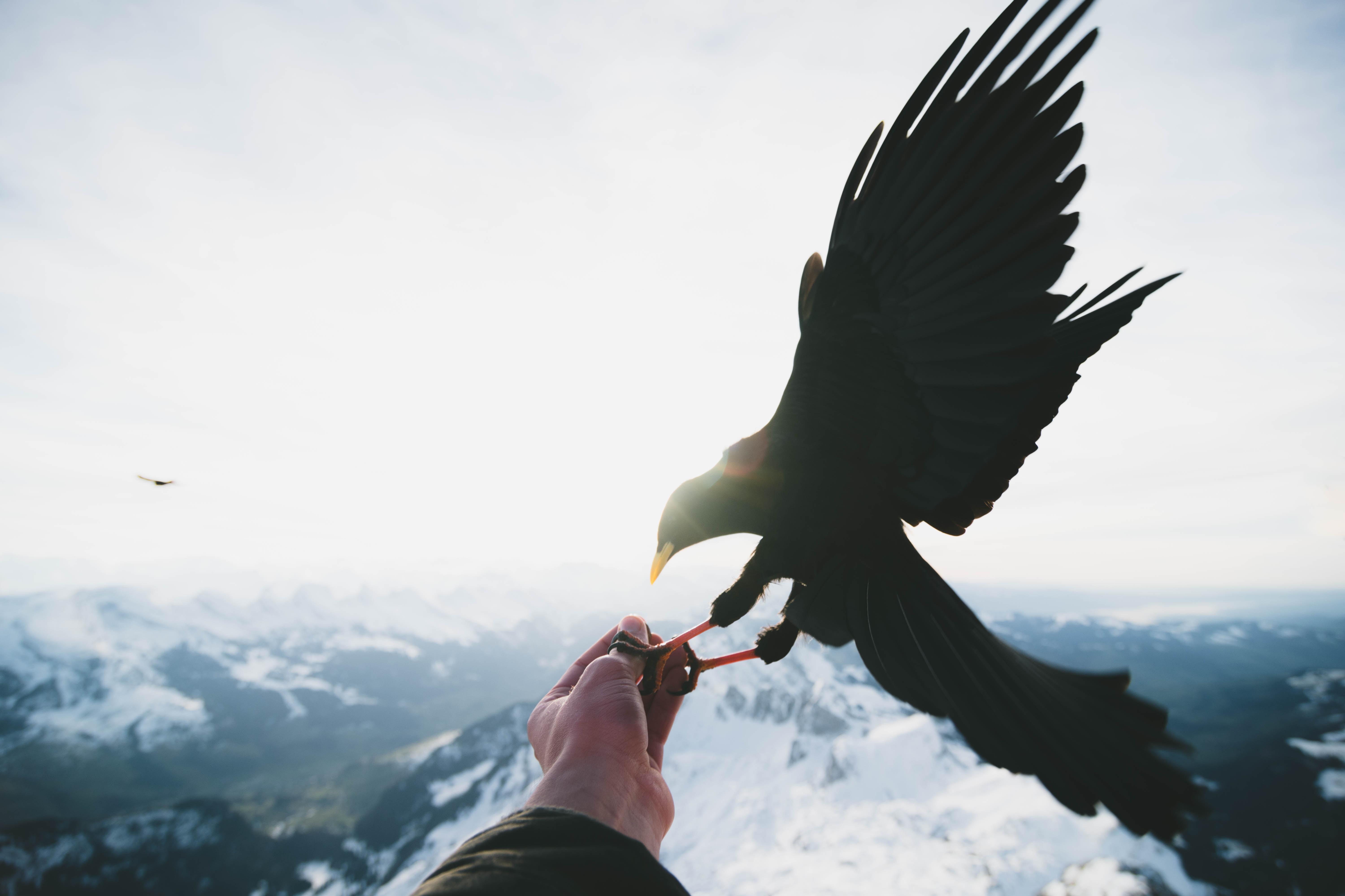 6000x4000 6000x4000 mountain ridge, hand, sun, bird, blur, eat, snow, black, epic, animal, flare, animal wallpaper, cool background, bokeh, animal background, Public domain image, cool wallpaper, wildlife, feed, wallpaper, mountain