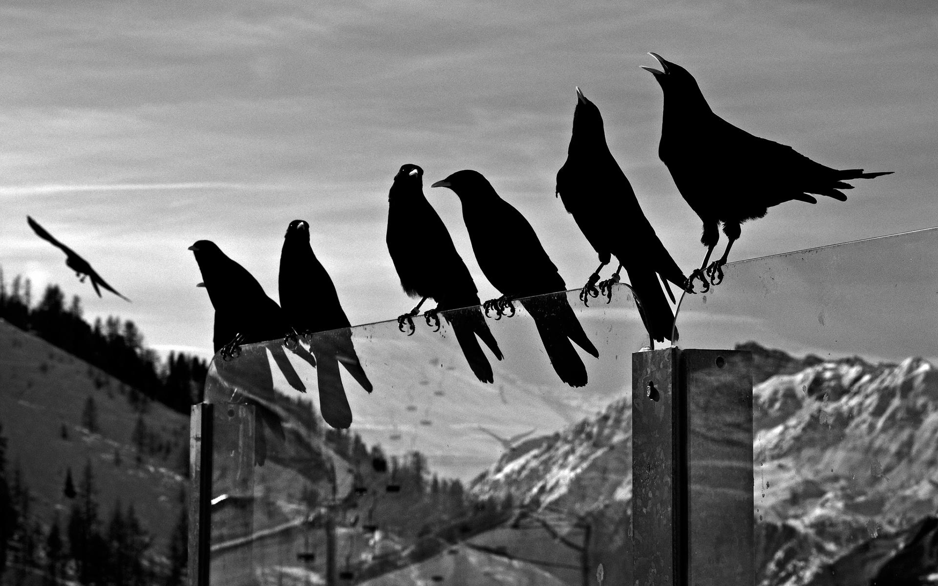 1920x1200 crows, Animals, Birds, Ravens, Black, White, Bw, Glass, Mountains, Nature, Sky Wallpaper HD / Desktop and Mobile Background