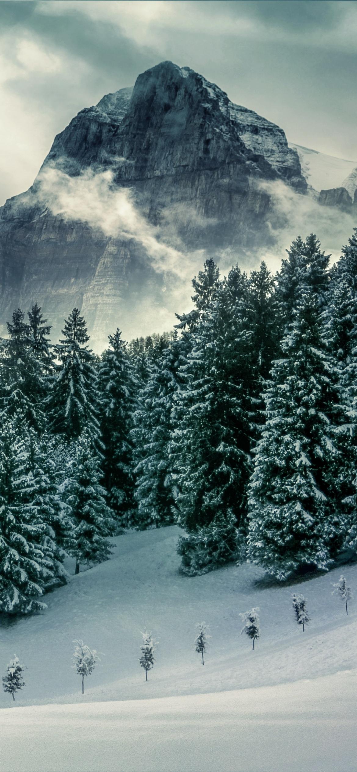1170x2532 Forest Wallpaper 4K, Mountains, Pine trees, Nature
