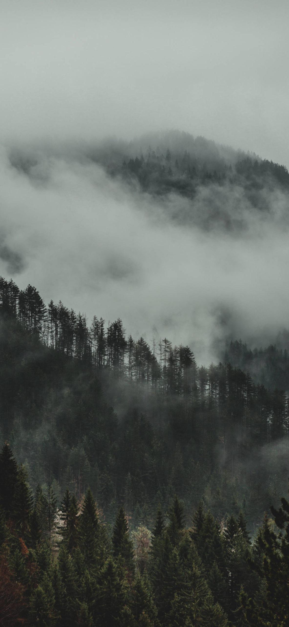 1183x2560 Forest Wallpaper for iPhone Pro Max, X, 6