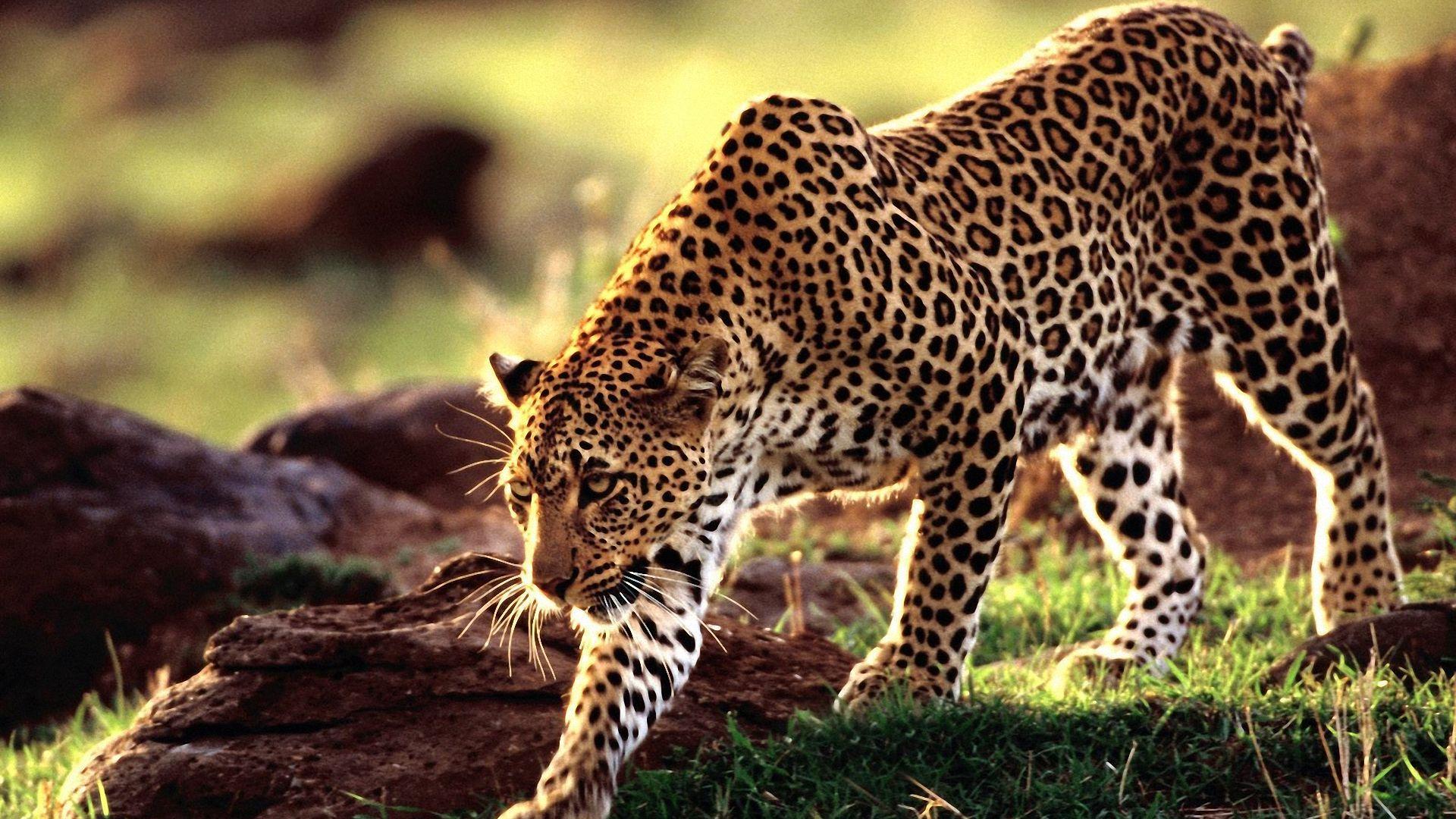 1920x1080 Wild Animal Leopard Wallpaper Hd
