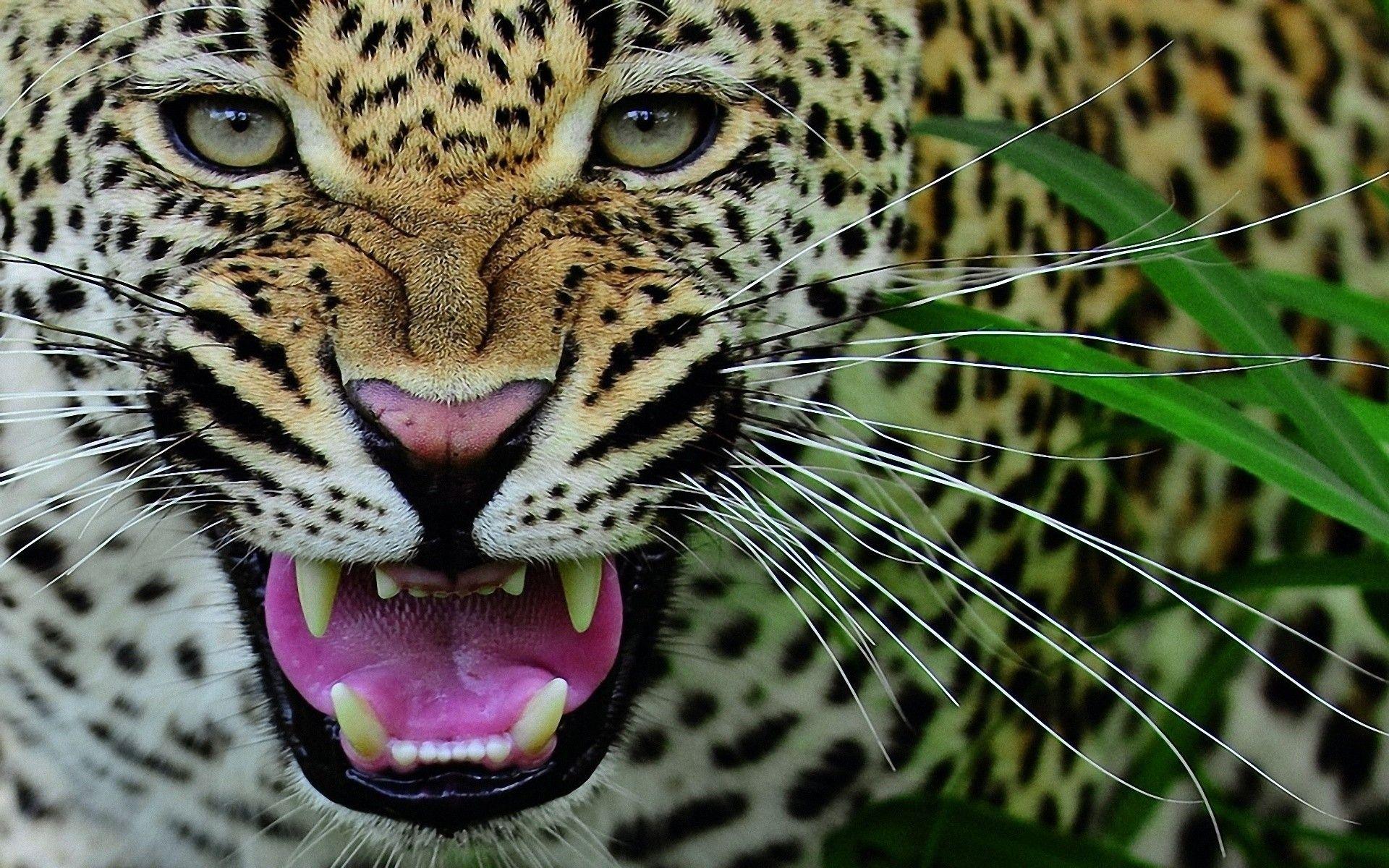 1920x1200 Download Animal Leopard Wallpaper 1920x1200