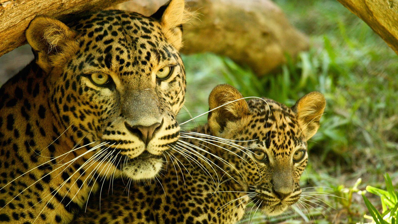 1600x900 Leopard