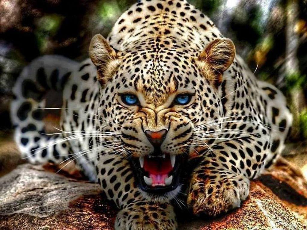 1024x768 Animals image Leopard HD wallpaper and background photo