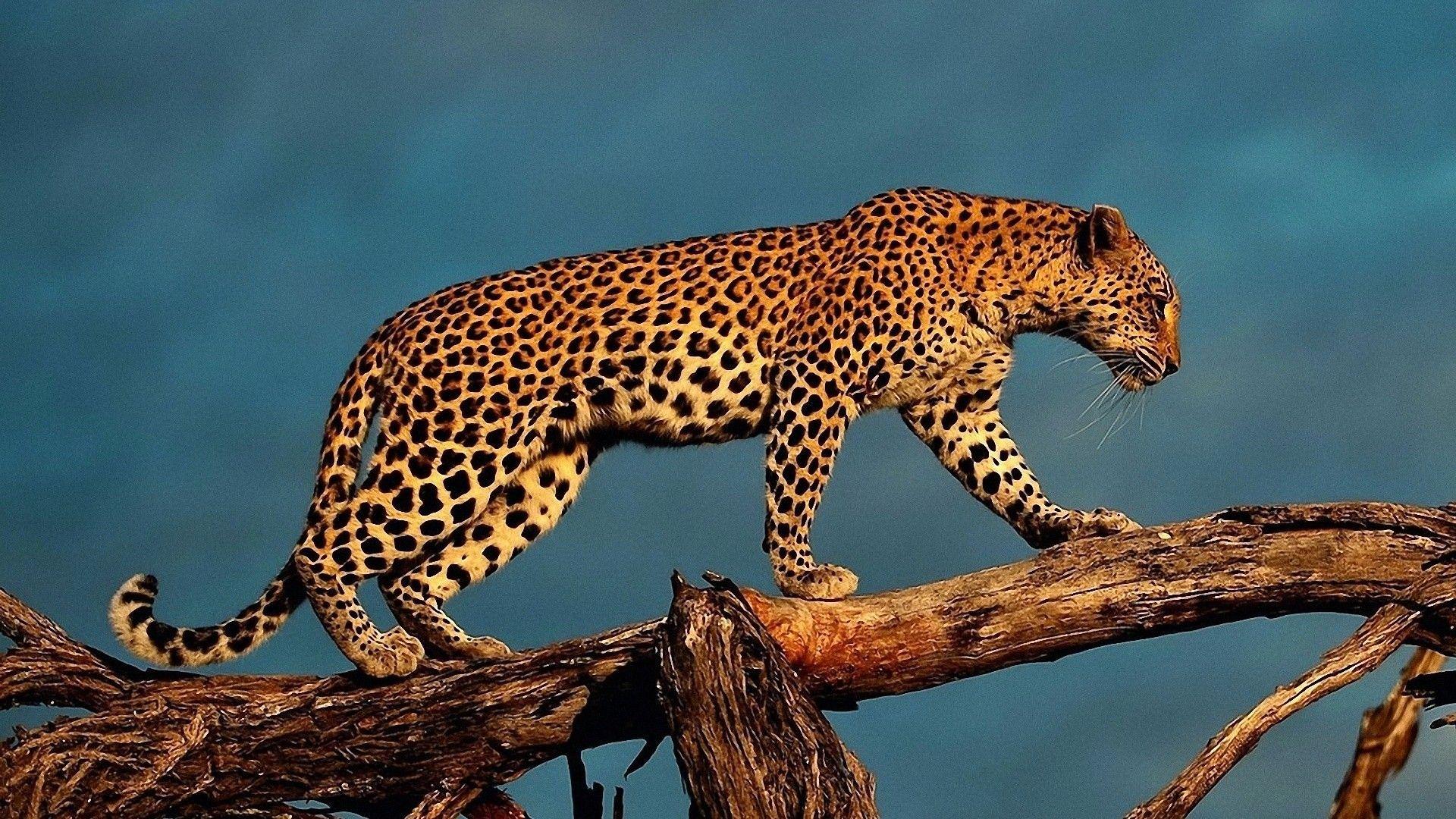1920x1080 Animal Leopard on Tree Branch HD Wallpaper. HD Famous Wallpaper
