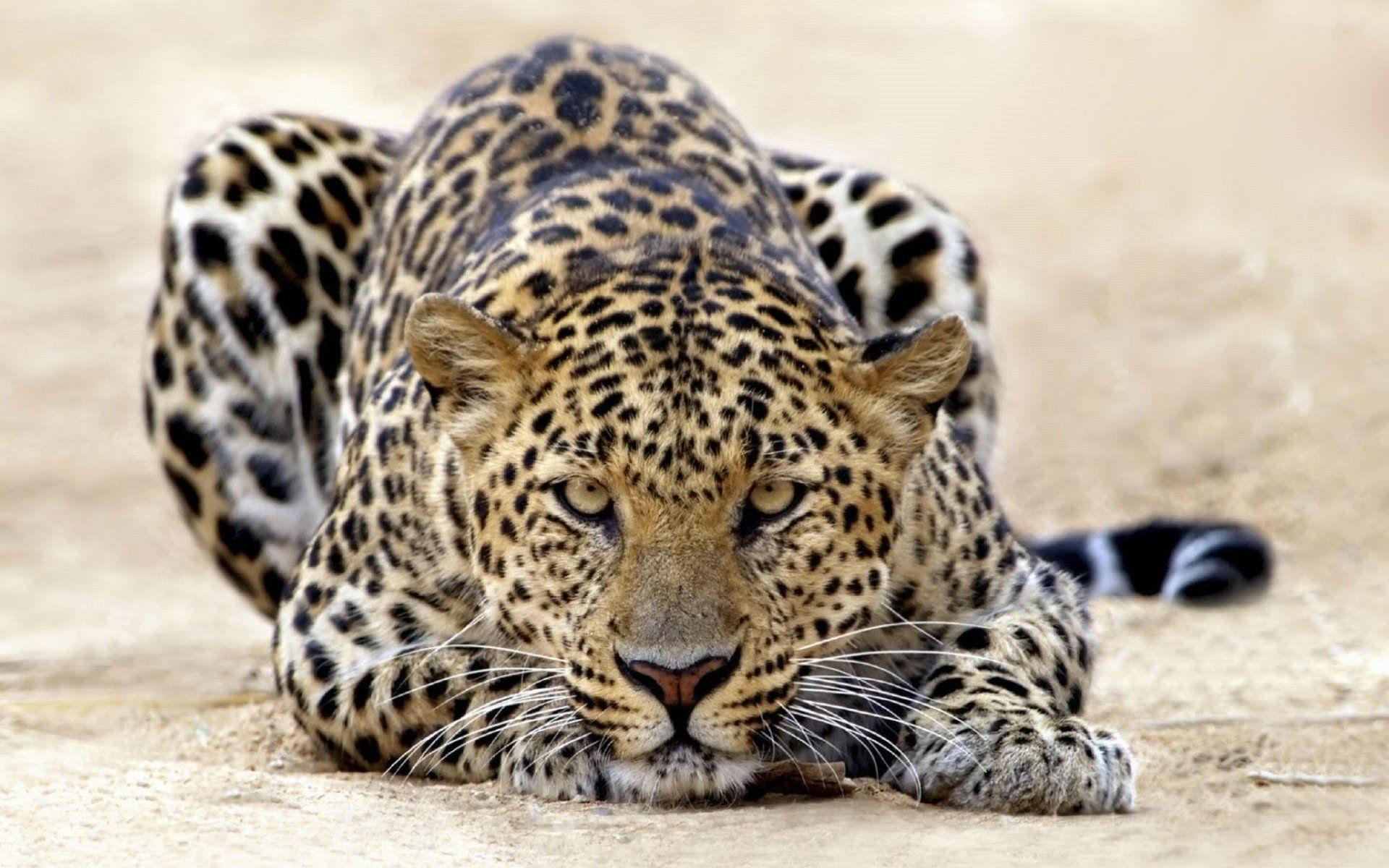 1920x1200 Leopard Wallpaper and Background Image