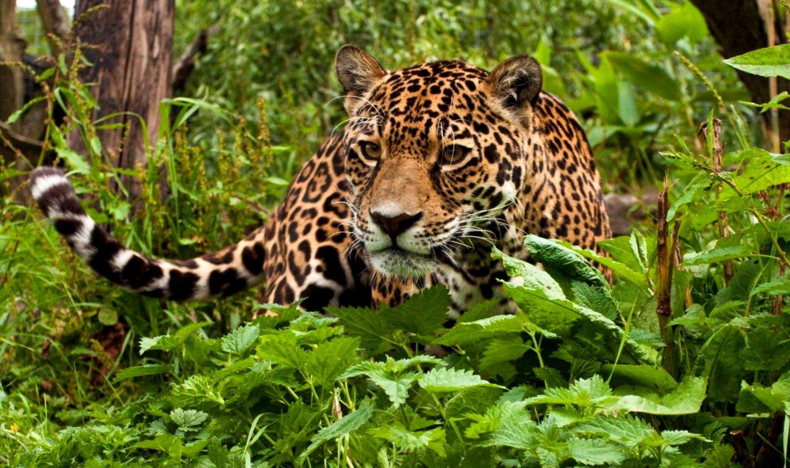 1596x945 Wild Animal Leopard HD Wallpaper