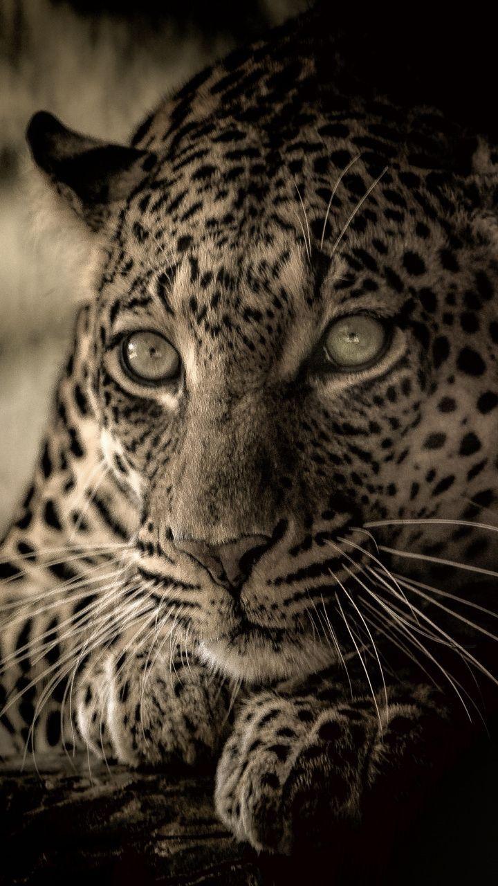 720x1280 wallpaper African animal, leopard, calm, muzzle. Animals
