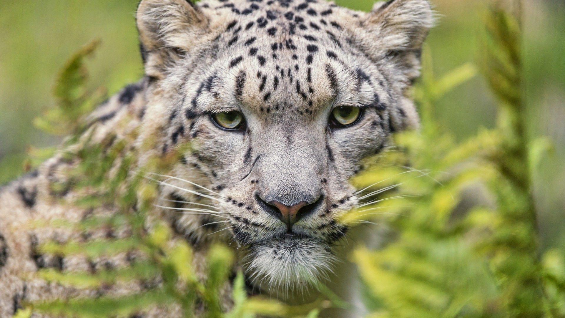 1920x1080 snow leopards animals leopard wallpaper and background