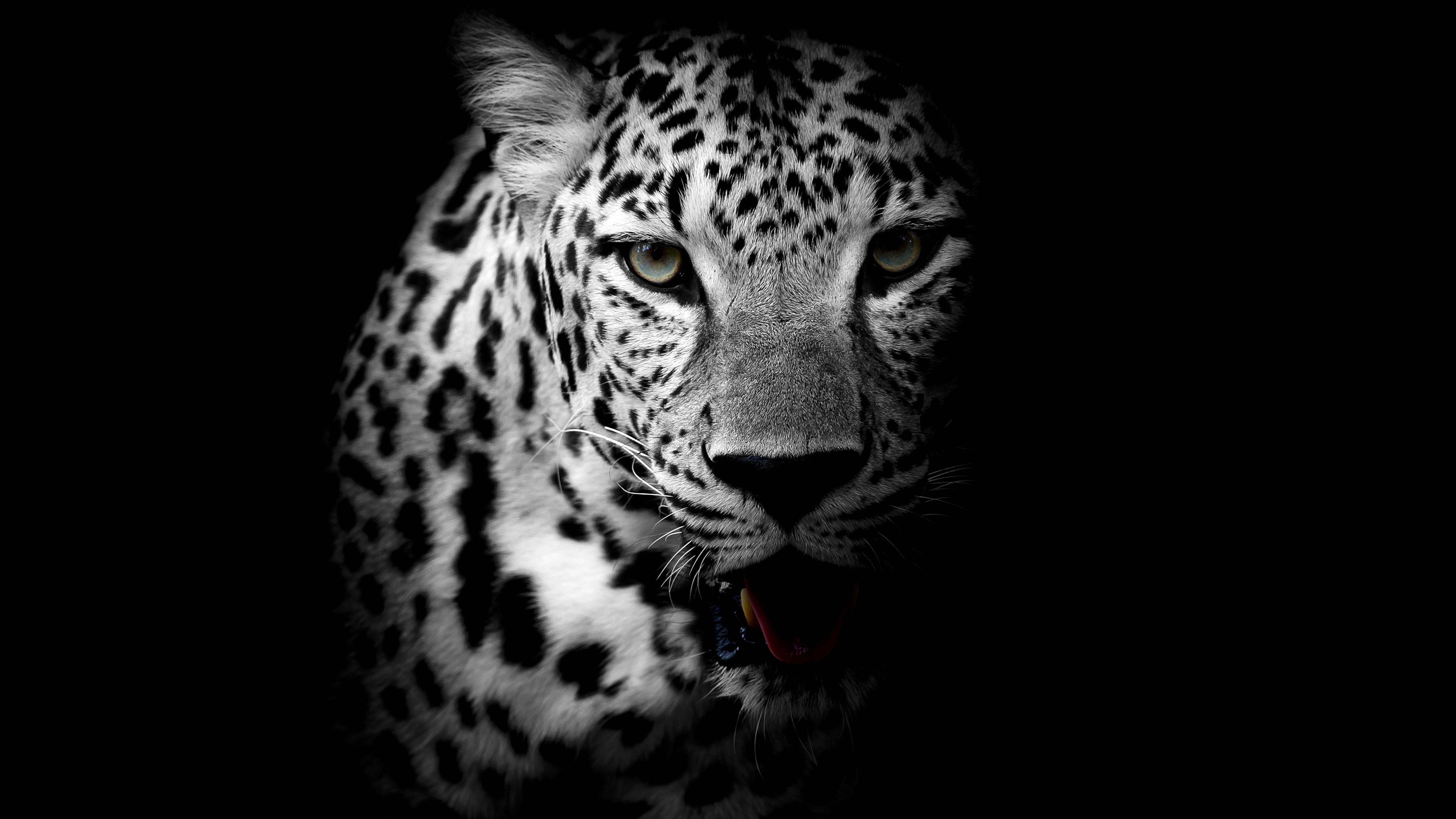 5120x2880 Wallpaper Leopard, Dark background, HD, 4K, Animals