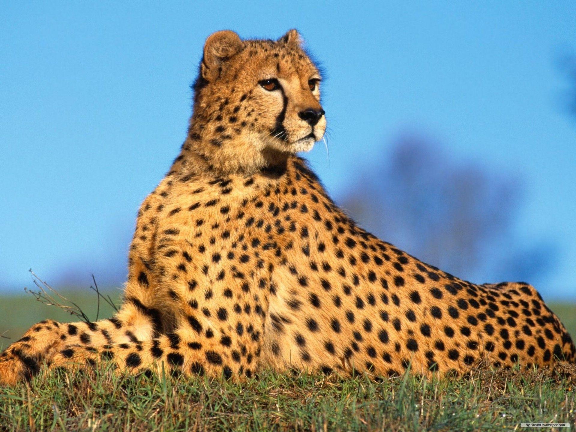 1920x1440 Free Wallpaper Animal wallpaper wallpaper