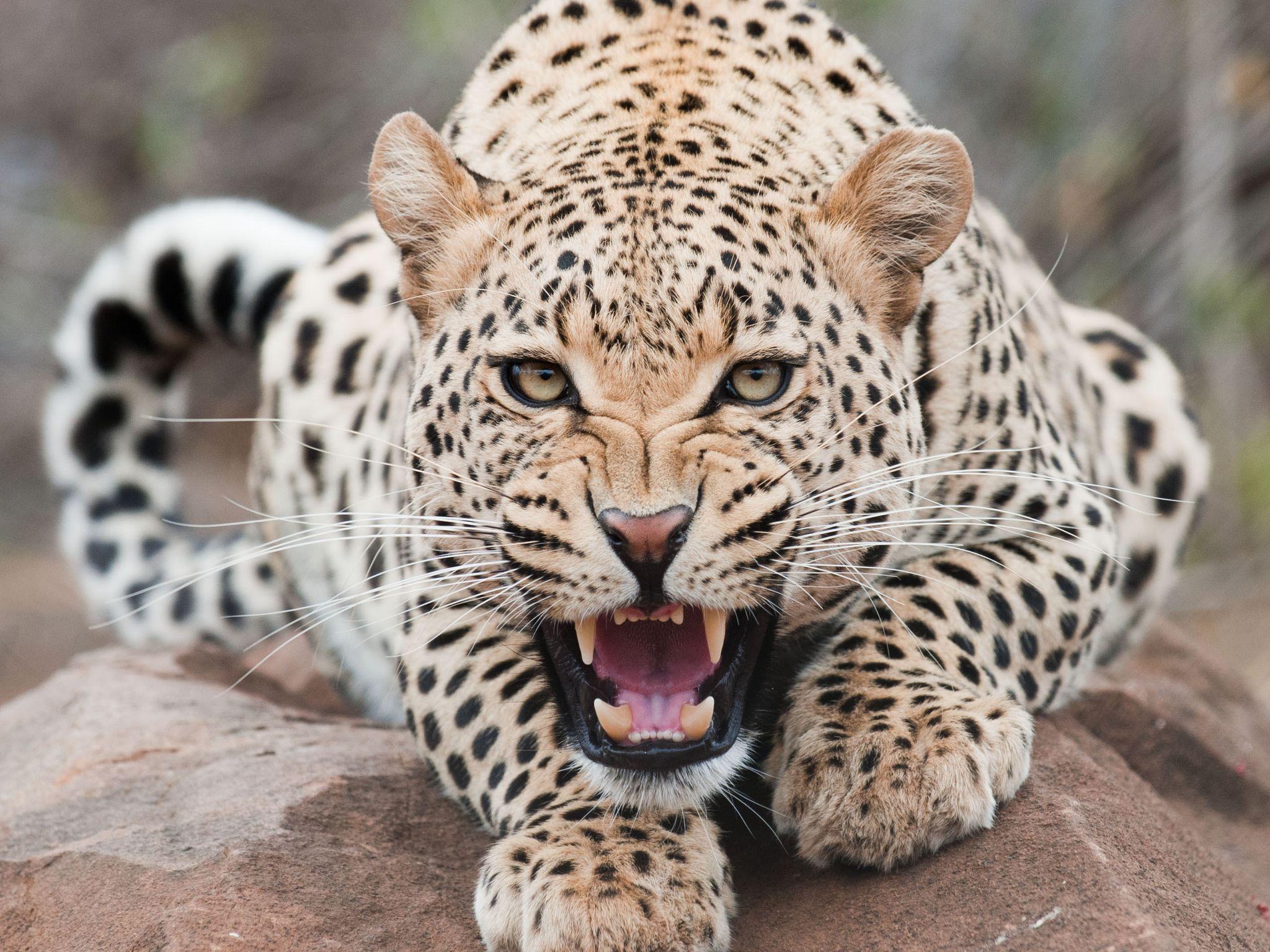2048x1536 Animal Wallpaper. Felinos ferozes. Animals, Cats und