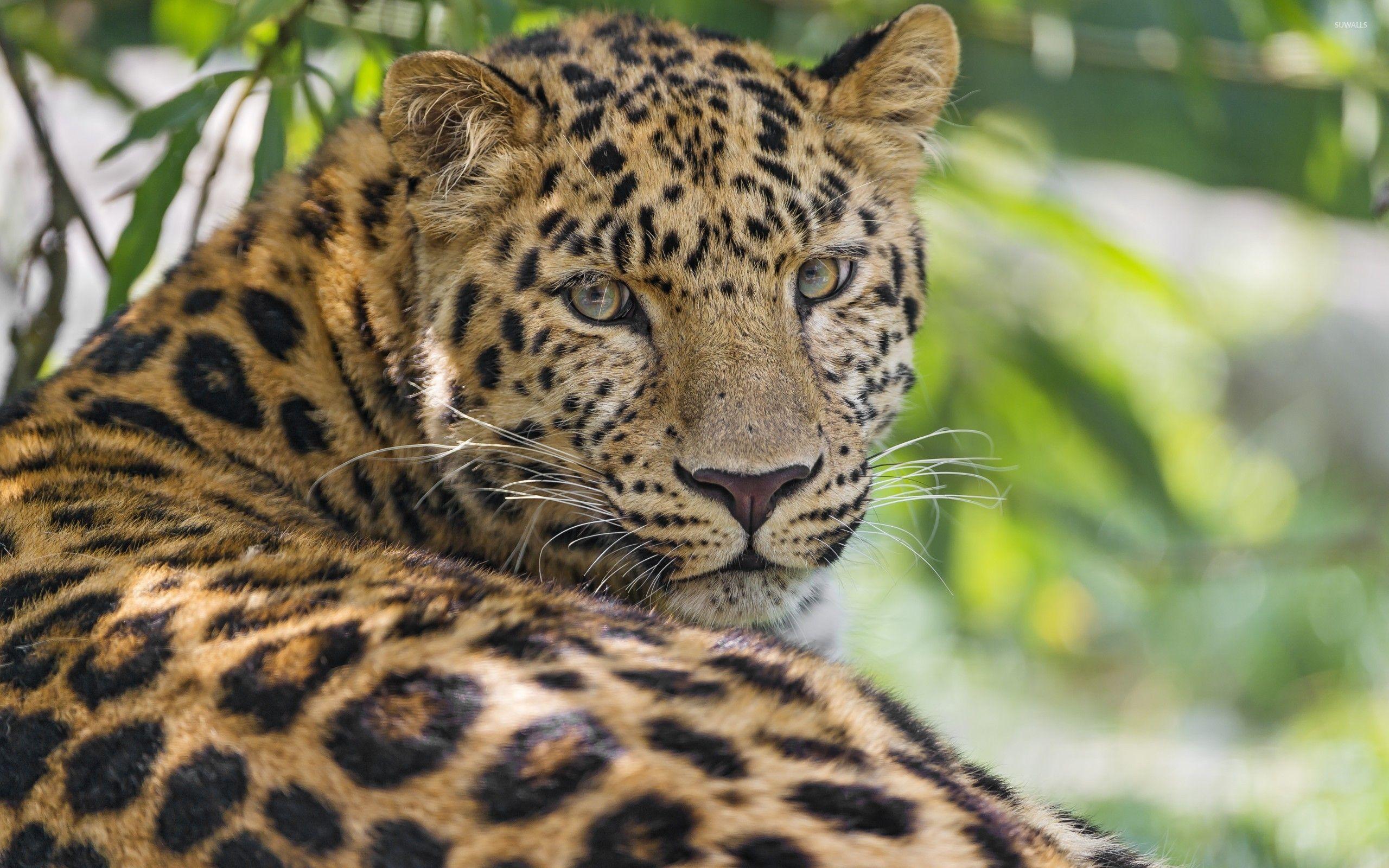 2560x1600 Picture of Leopard Animal Wallpaper