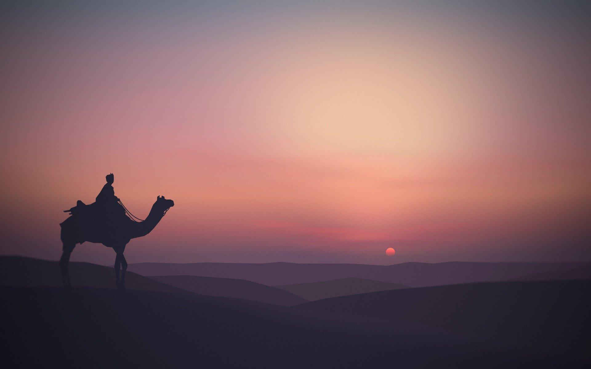 1920x1200 Free Camel high quality wallpaper for HD 1920x1200 desktop