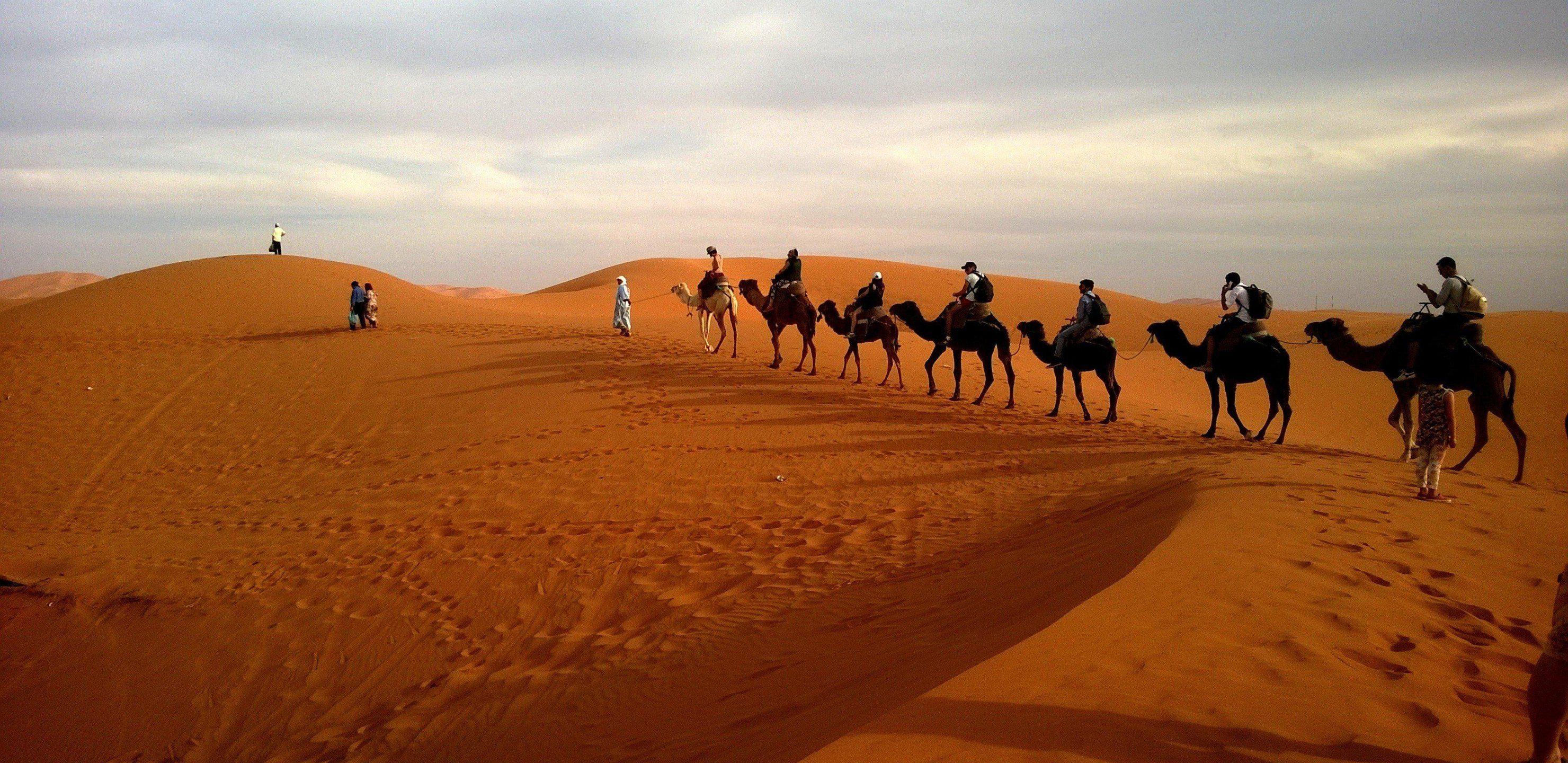 2960x1440 Download Samsung Galaxy S8 .Sahara, Camel, Sky, Camel train. HD