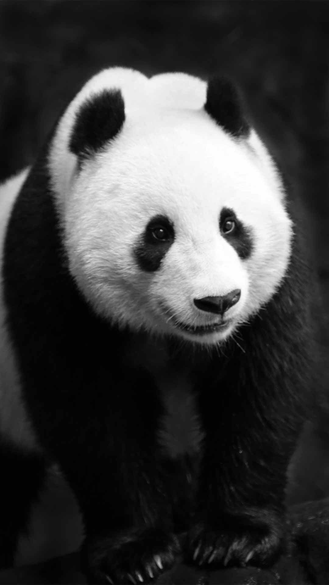 Black and White Panda Wallpapers - Top Free Black and White Panda ...