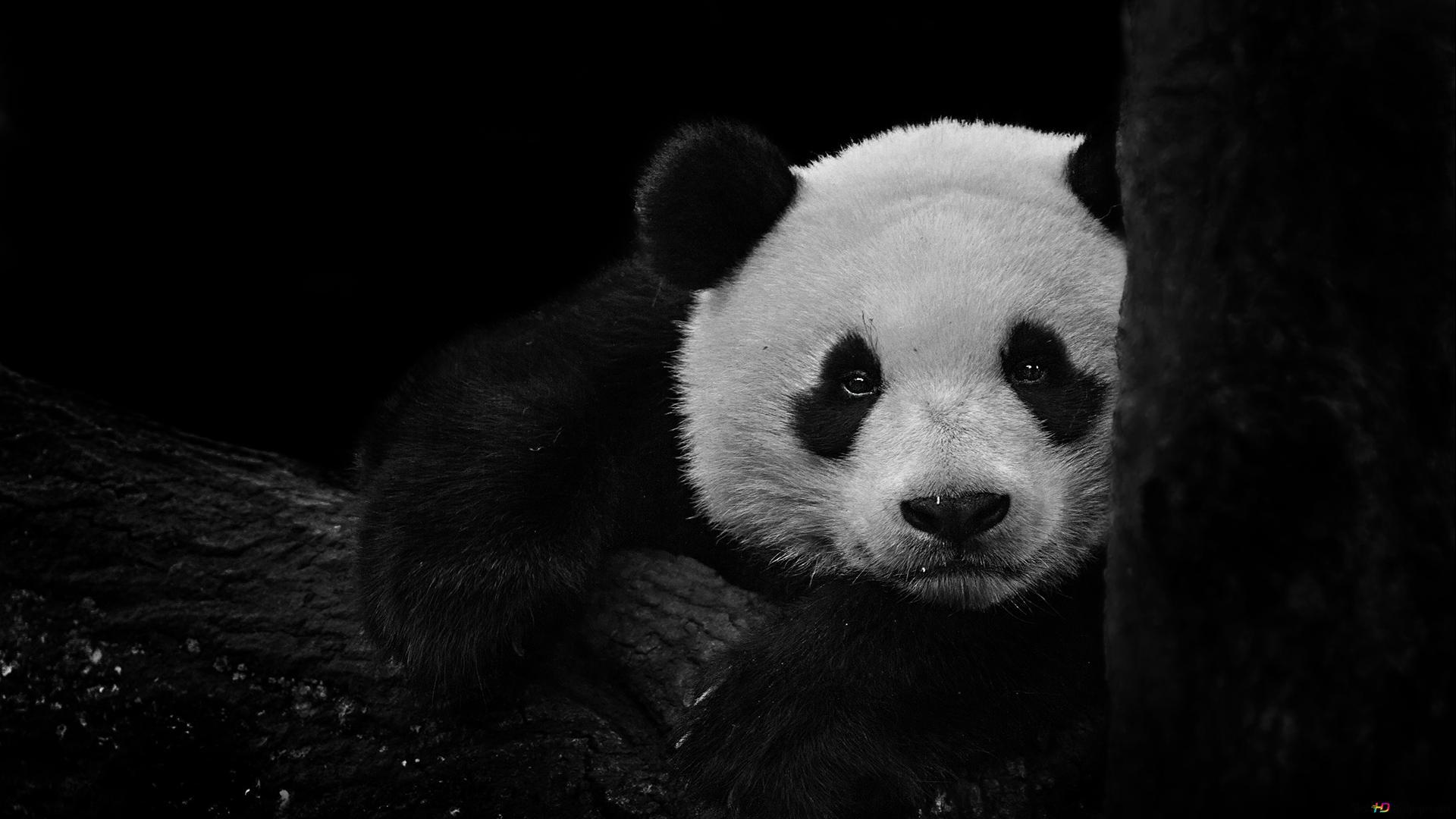 Black and White Panda Wallpapers Top Free Black and White Panda