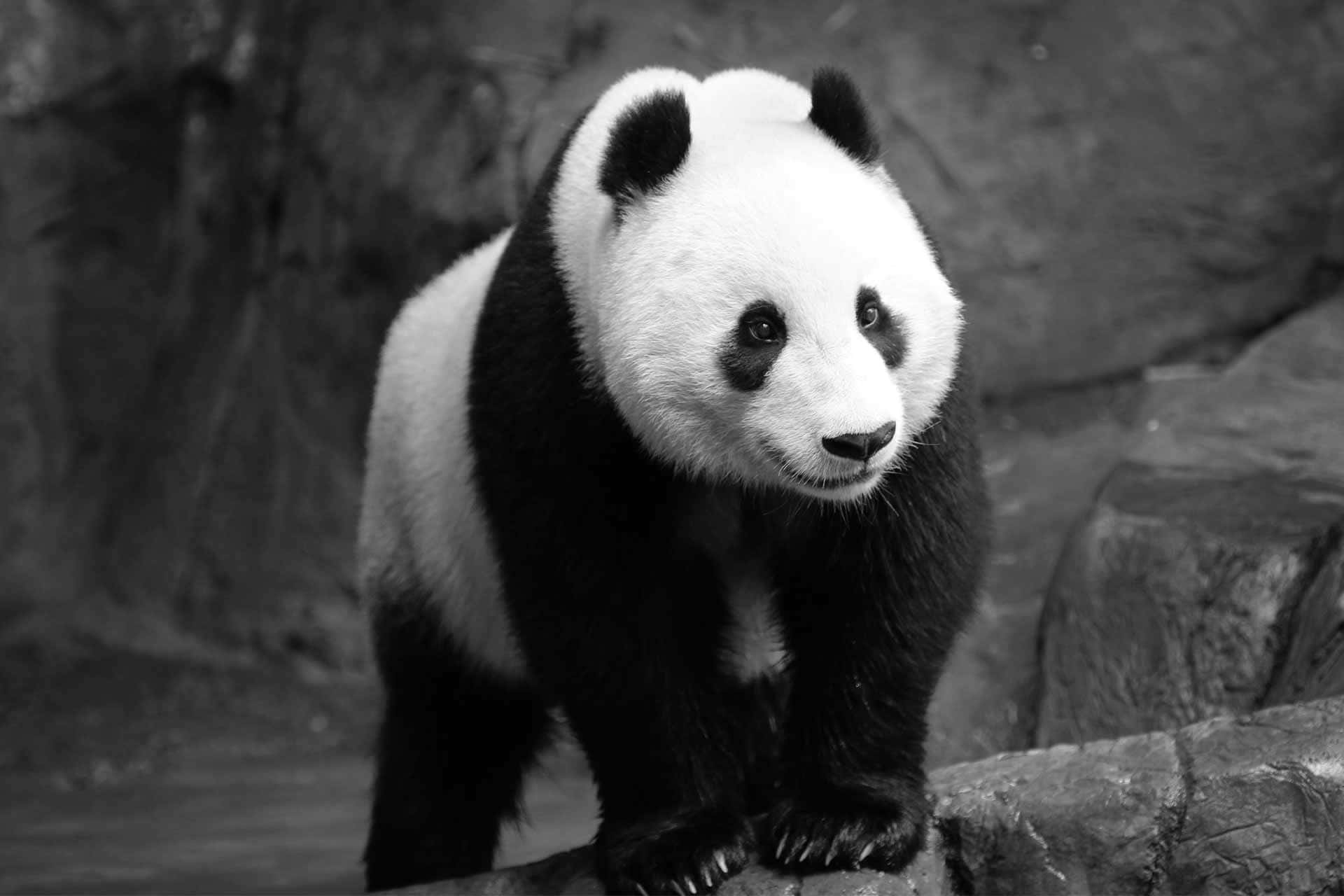 Black and White Panda Wallpapers - Top Free Black and White Panda