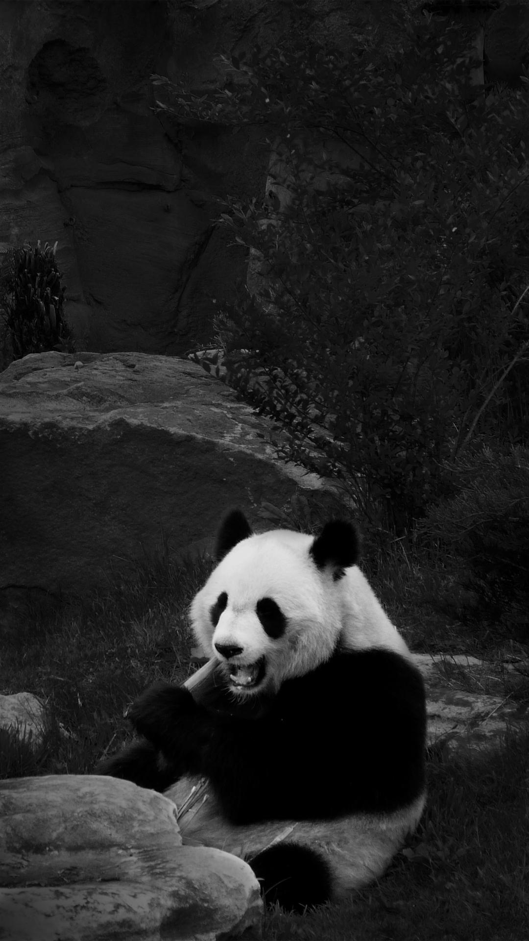 1080x1920 Panda Wallpaper Image 1080x1920 Wallpaper HD