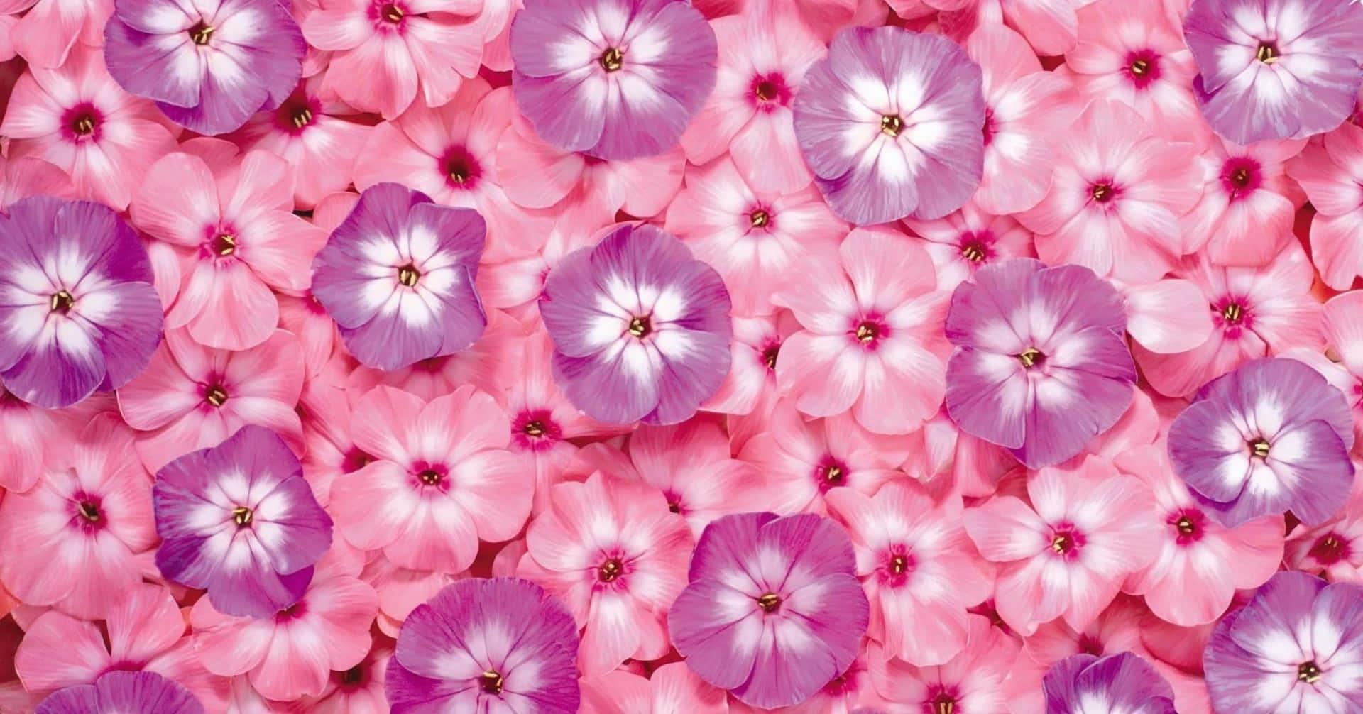 Cute Purple and Pink Wallpapers - Top Free Cute Purple and Pink ...