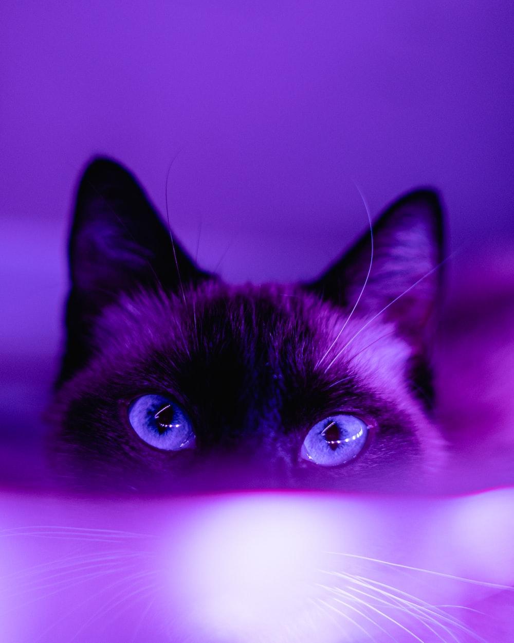 Cute Purple and Pink Wallpapers - Top Free Cute Purple and Pink ...