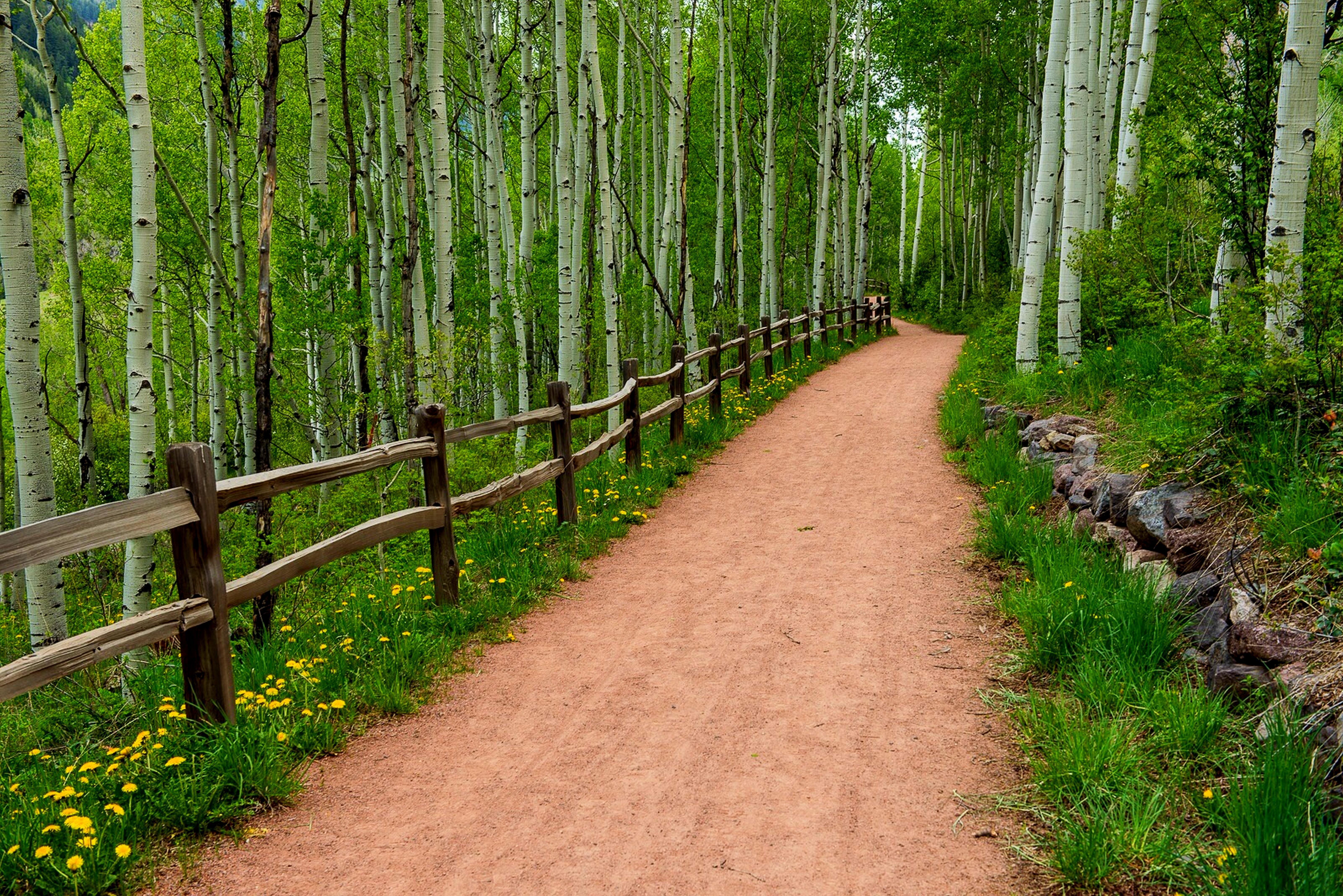 Spring Path Wallpapers - Top Free Spring Path Backgrounds - WallpaperAccess