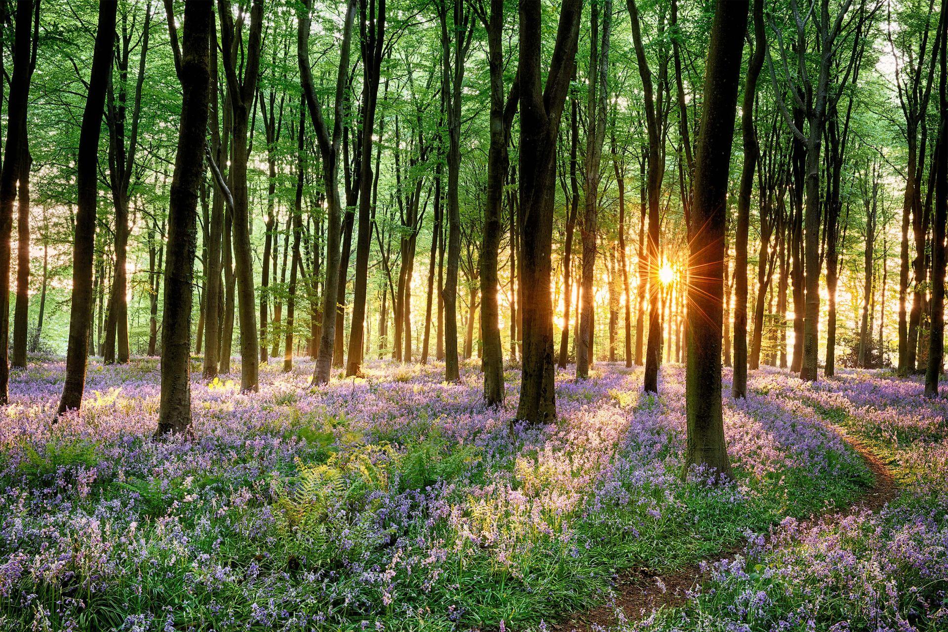 Spring Path Wallpapers - Top Free Spring Path Backgrounds - WallpaperAccess