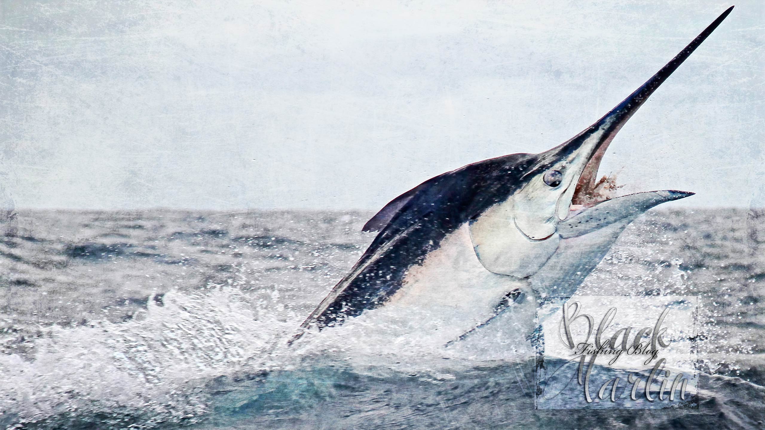 2560x1441 Marlin Fish Wallpaper