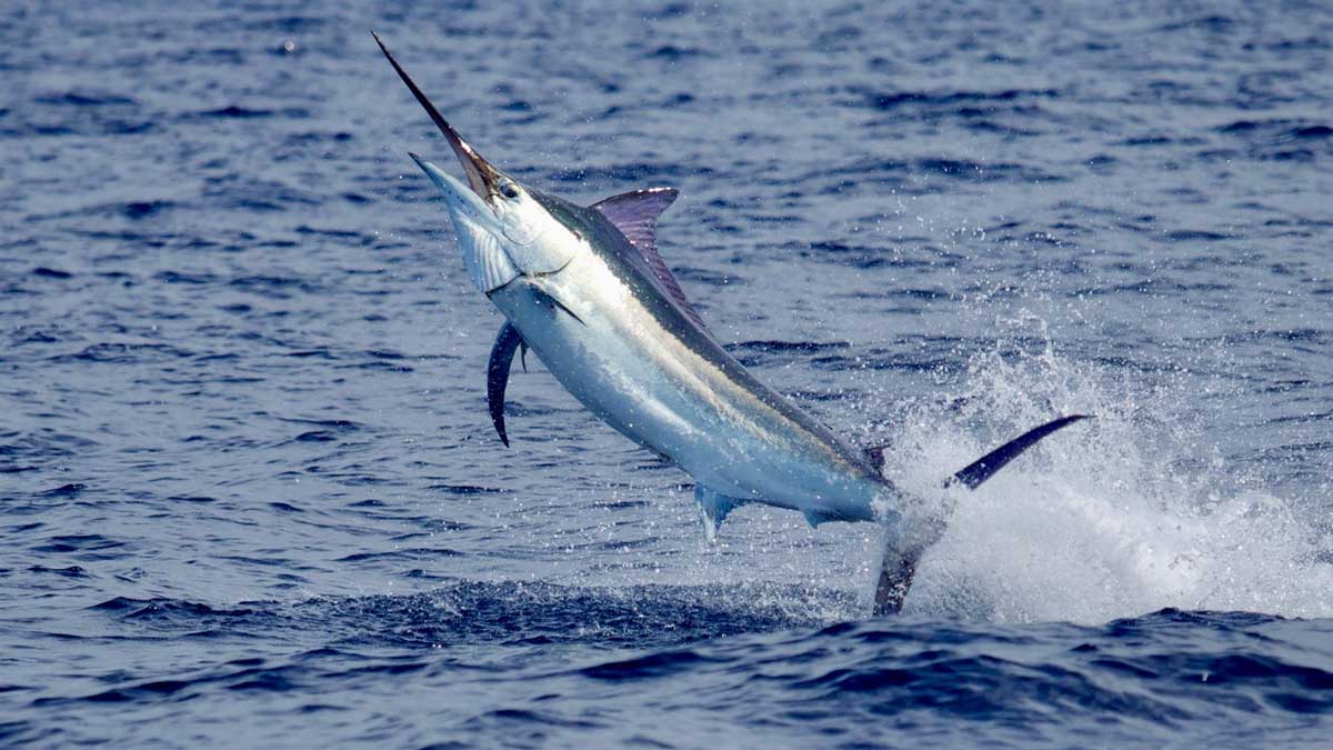 Blue Marlin Wallpapers - Top Free Blue Marlin Backgrounds - WallpaperAccess
