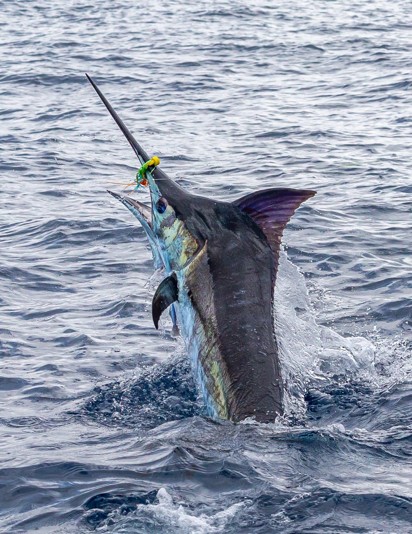 Blue Marlin Wallpapers - Top Free Blue Marlin Backgrounds - WallpaperAccess