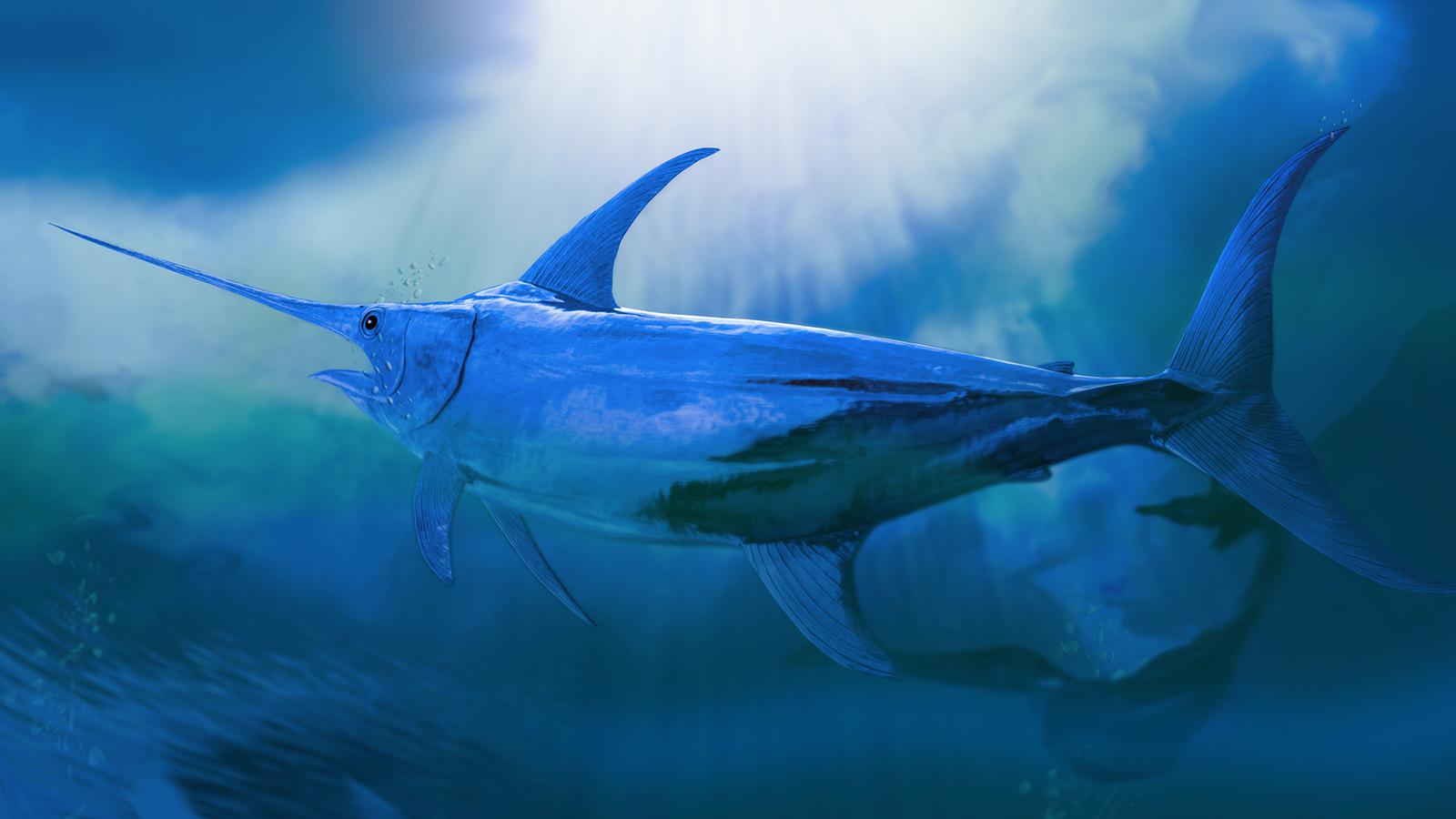 Blue Marlin Wallpapers - Top Free Blue Marlin Backgrounds - WallpaperAccess