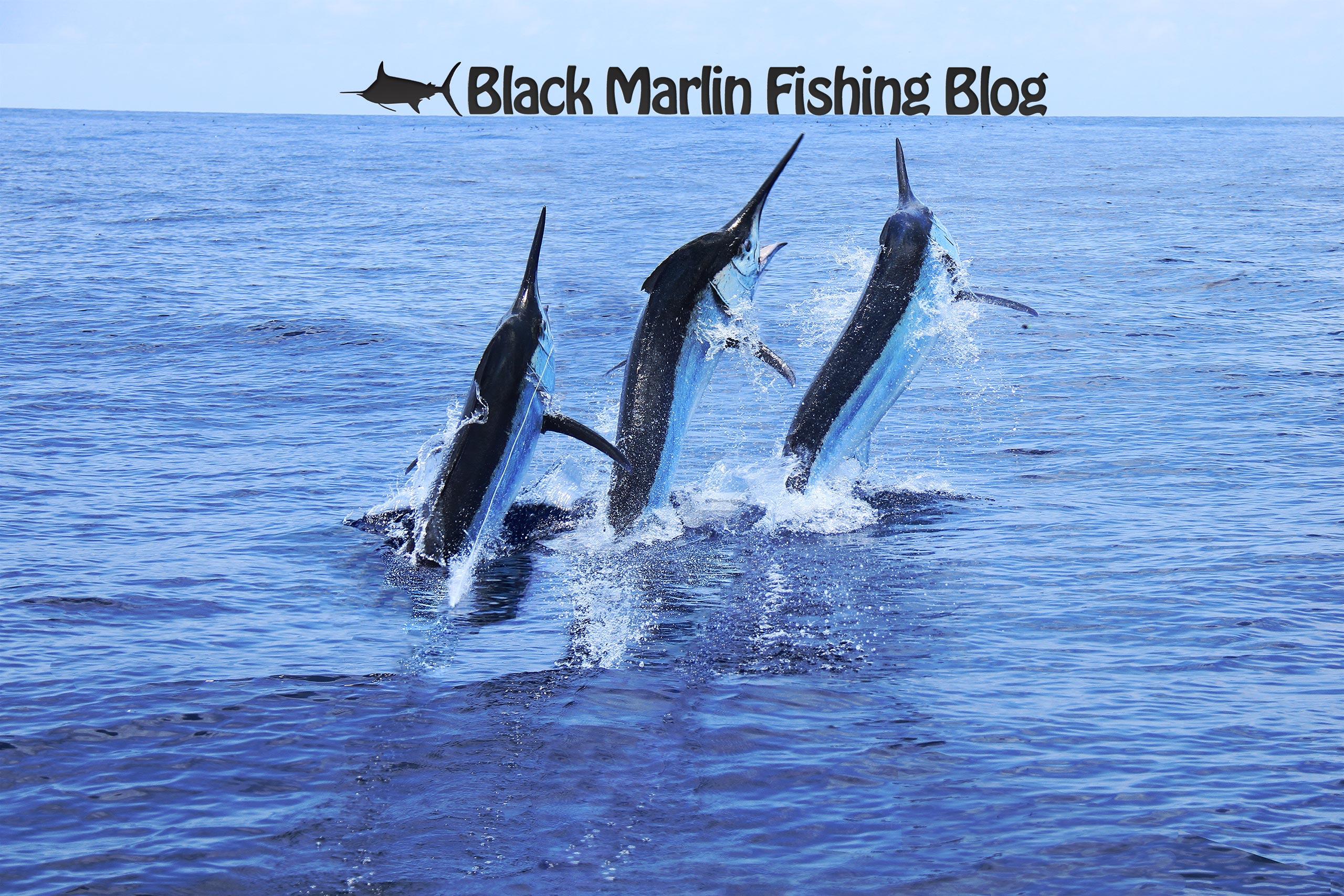 Blue Marlin Wallpapers - Top Free Blue Marlin Backgrounds - WallpaperAccess