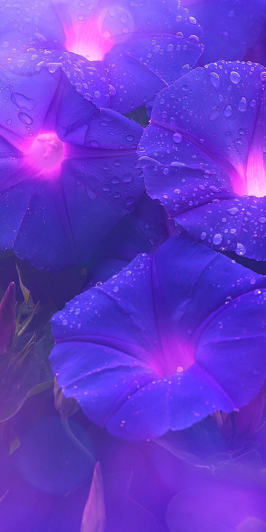 1080x2160 Purple flowers, bright, glow, art wallpaper. Purple flowers wallpaper, Light purple wallpaper, Neon art installation