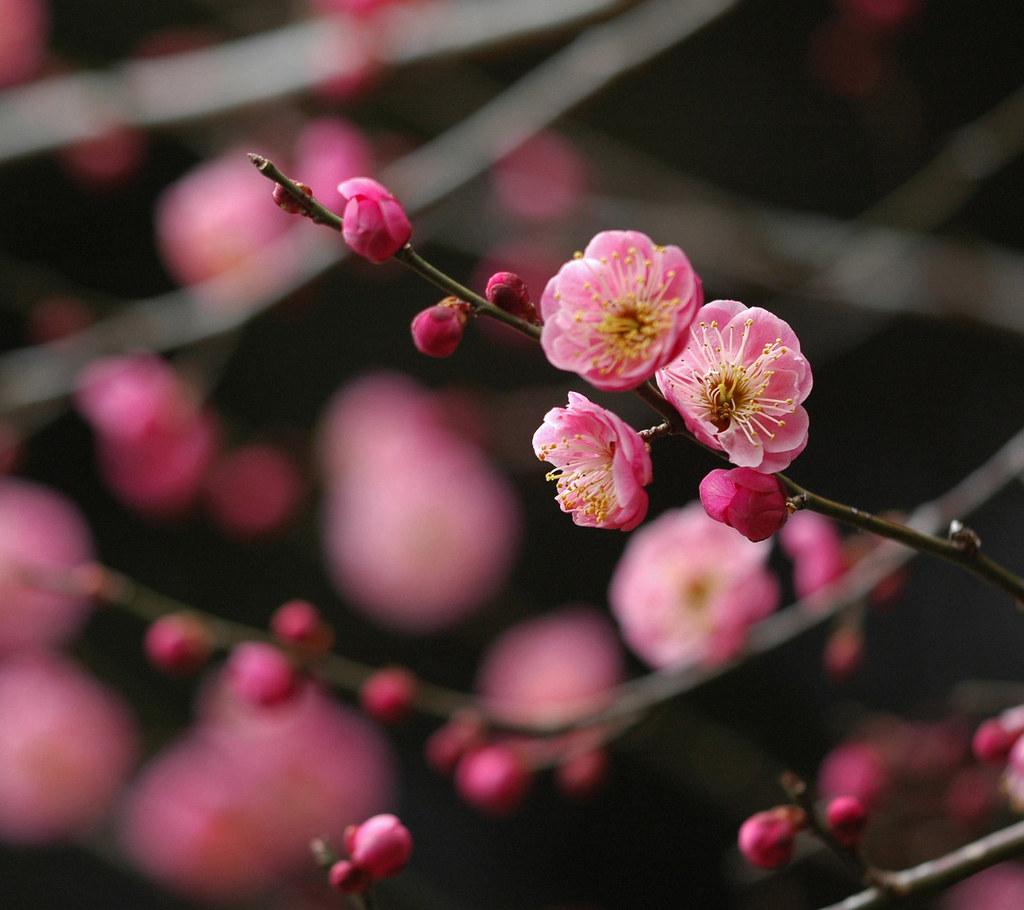1024x910 Japanese plum, red flower. Ume, 梅, Japanese plum, Prunus mu