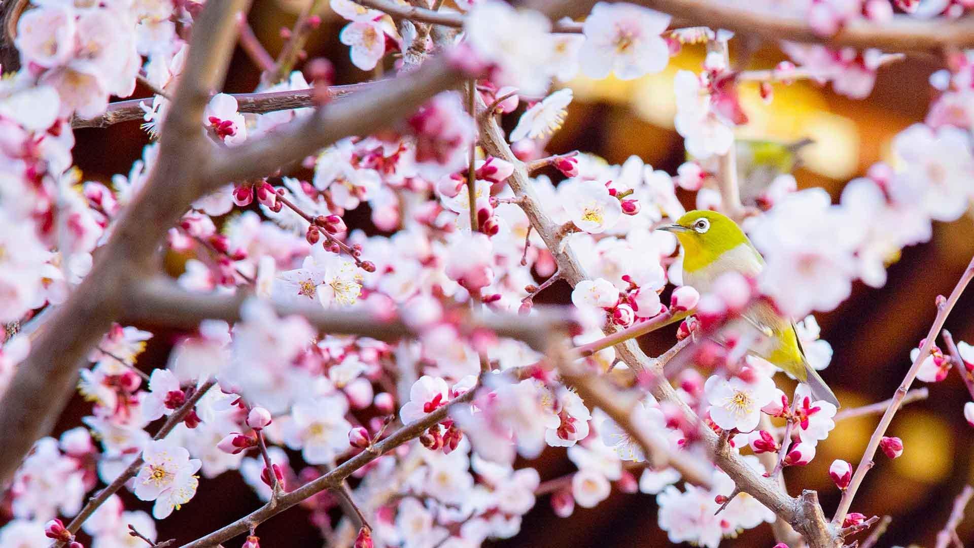 japanese-plum-blossom-wallpapers-top-free-japanese-plum-blossom