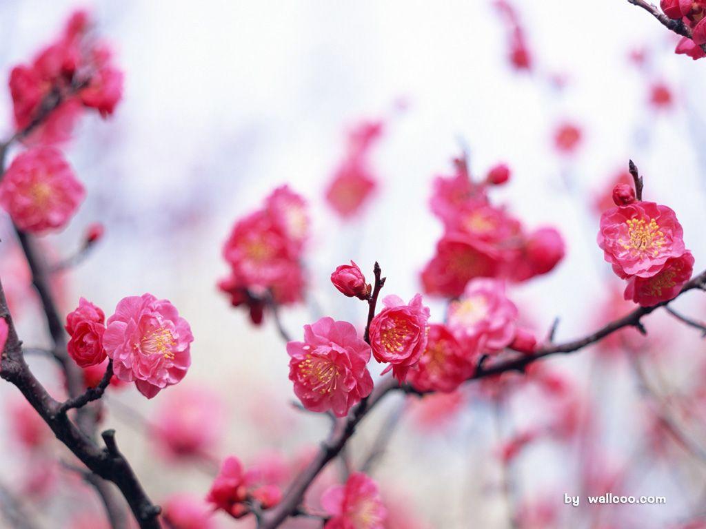 1024x768 Plum Flowers Wallpaper