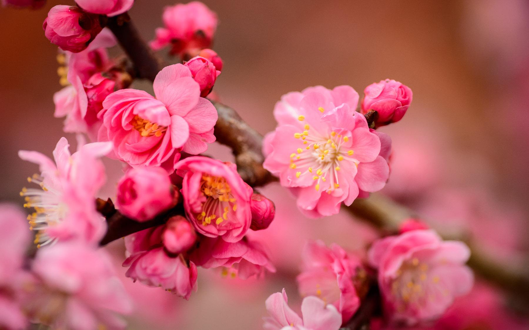 1800x1125 Plum Blossoms at Bairin Park in Gifu