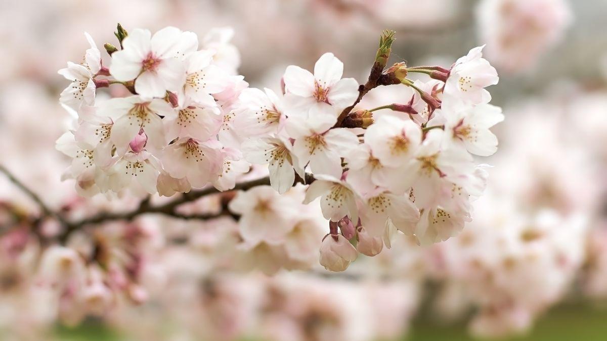 1200x675 Plum blossoms in Japan: 10 best places to see them