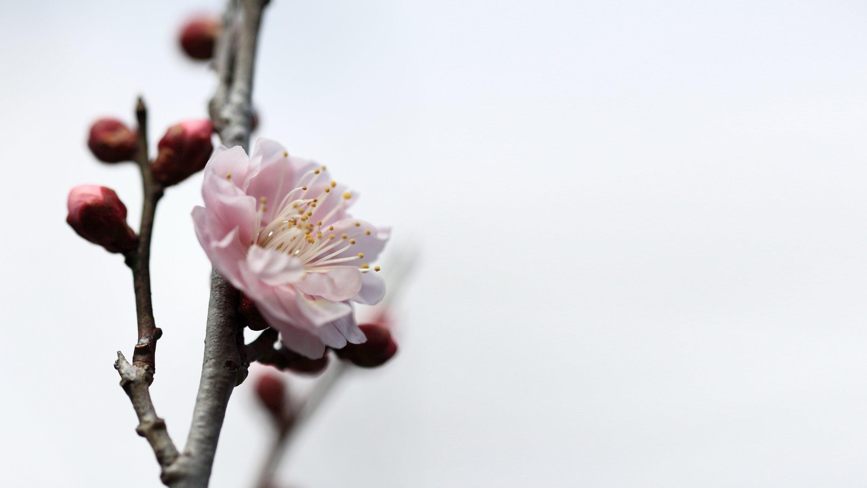 2844x1600 Ume Blossom Wallpaper