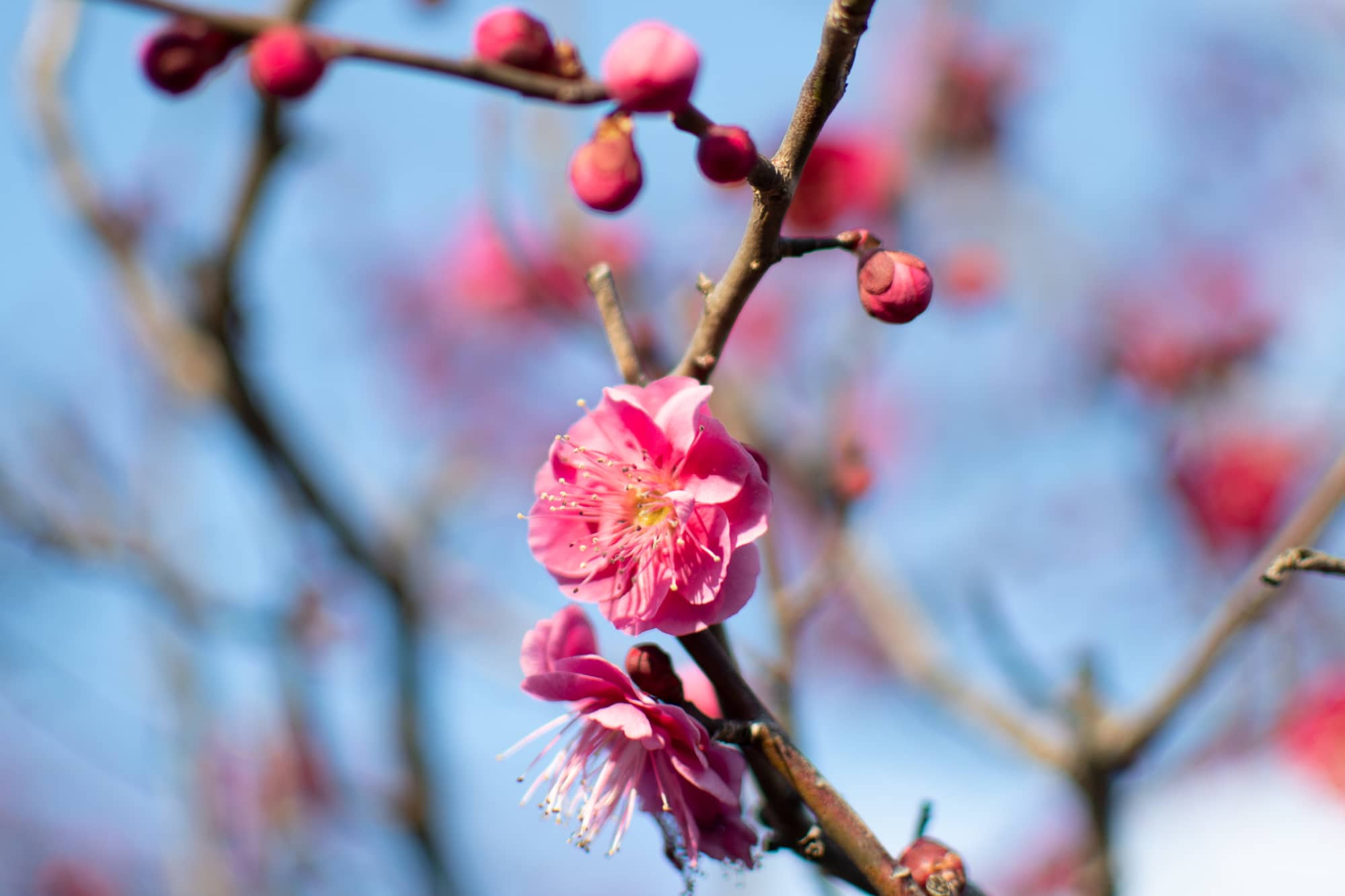 2000x1333 Ume RESIDENCE INN. Traditional Kyoto House Rental