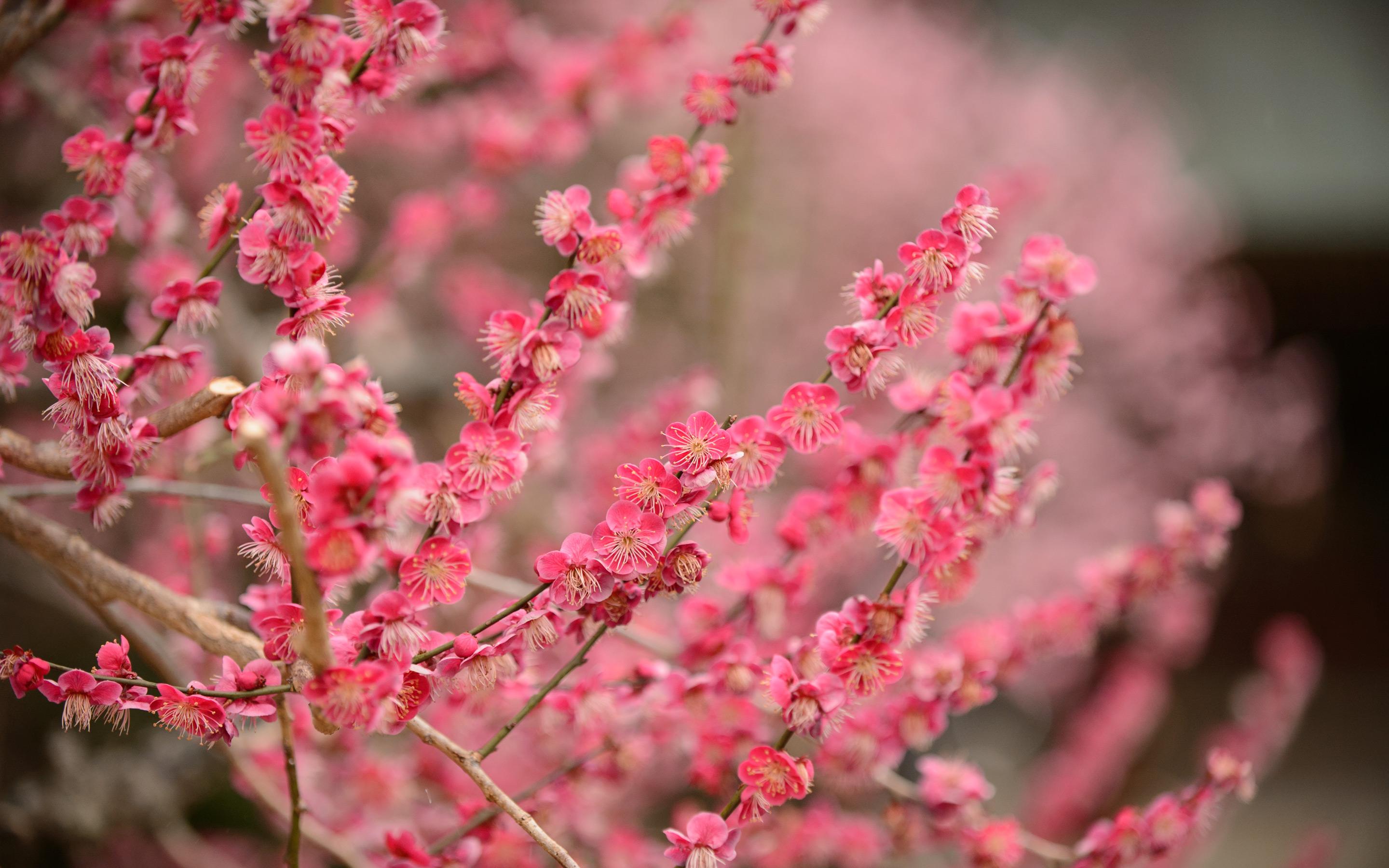2880x1800 Jeffrey Friedl's Blog Plum Blossoms in Full Bloom at Kyoto's Kitano Tenmangu Shrine