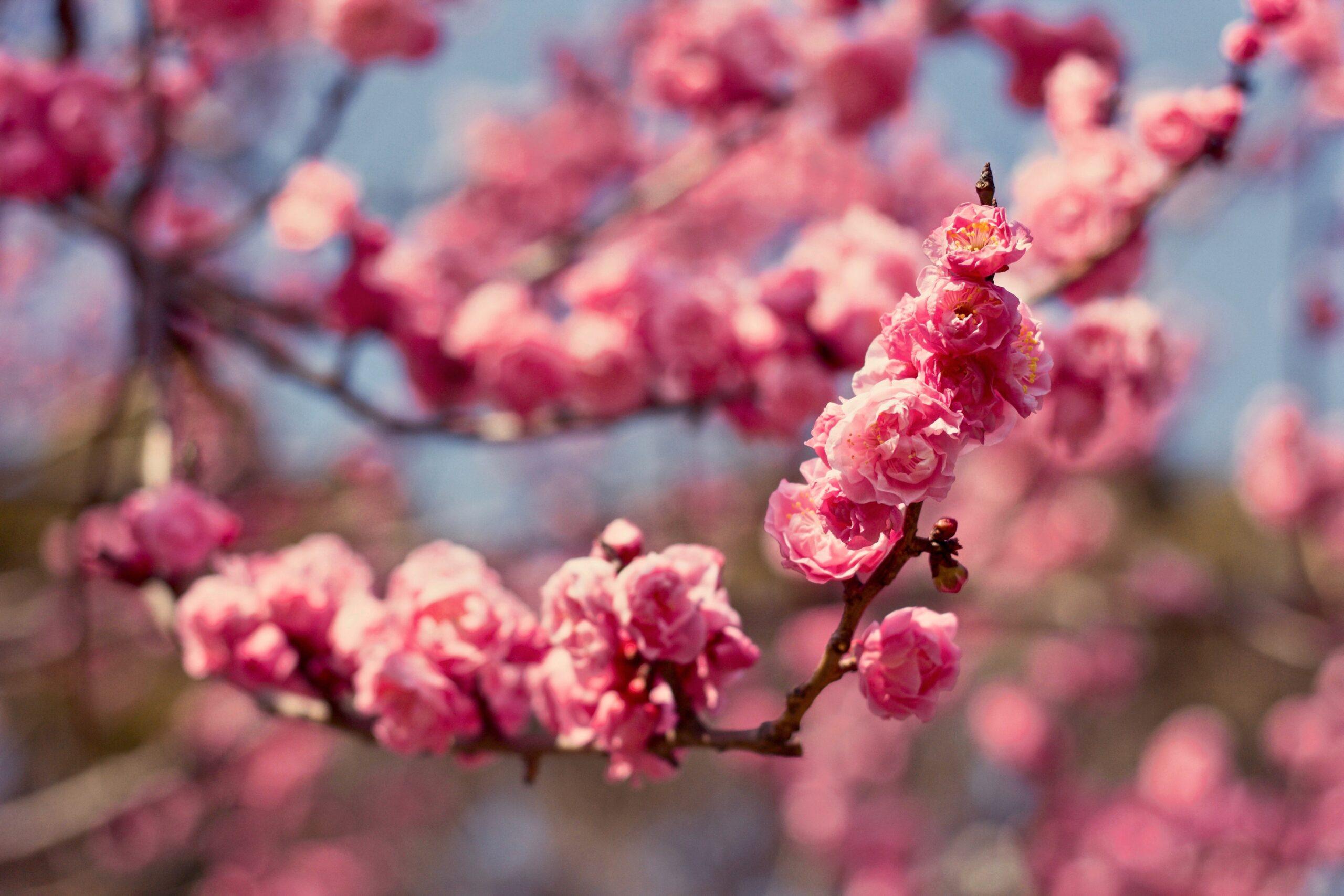 Japanese Plum Blossom Wallpapers - Top Free Japanese Plum Blossom ...