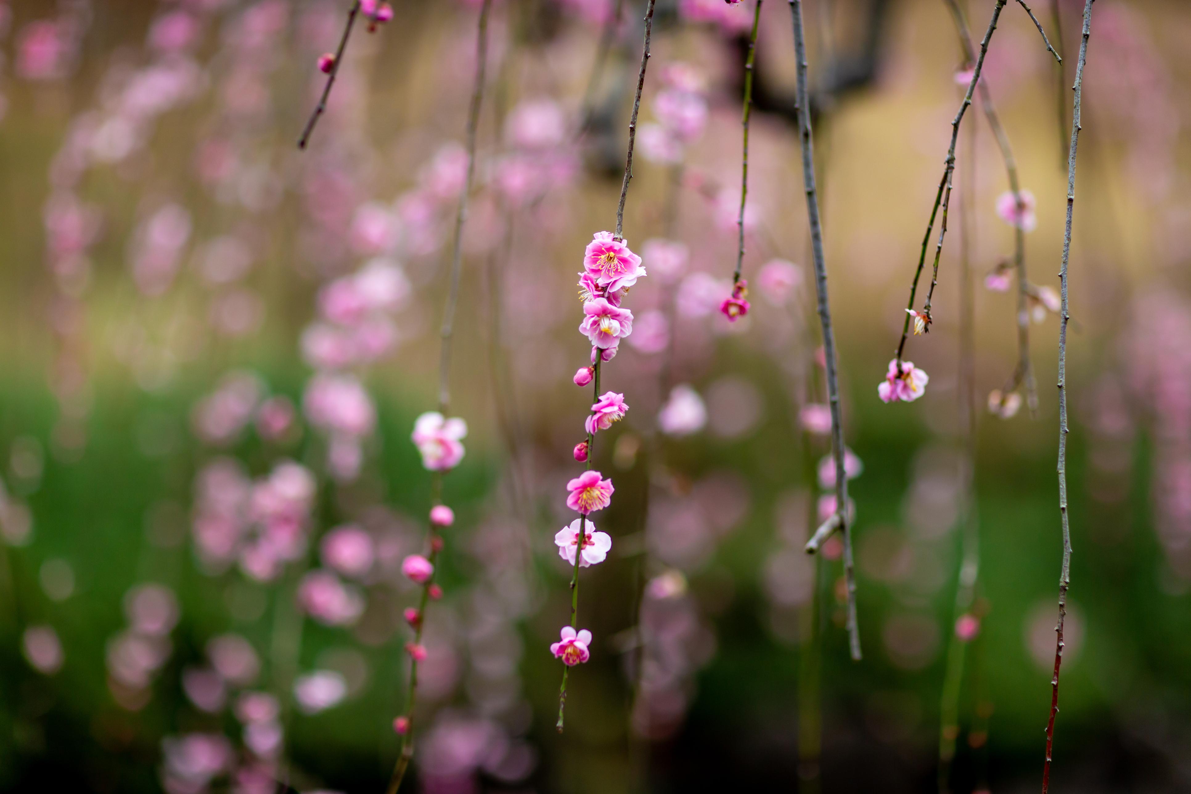 3864x2576 Plum Blossoms in Tokyo: The Best Places to See Them