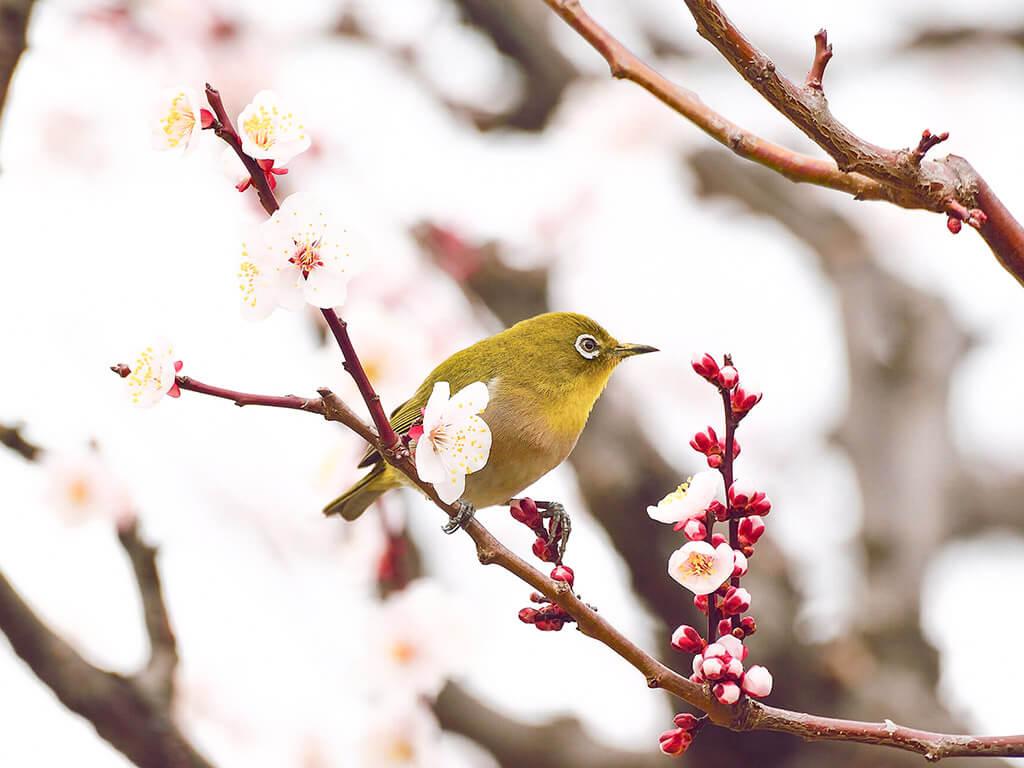 1024x768 Spots to see Plum Blossoms in Nagoya and Aichi in 2023 is not boring