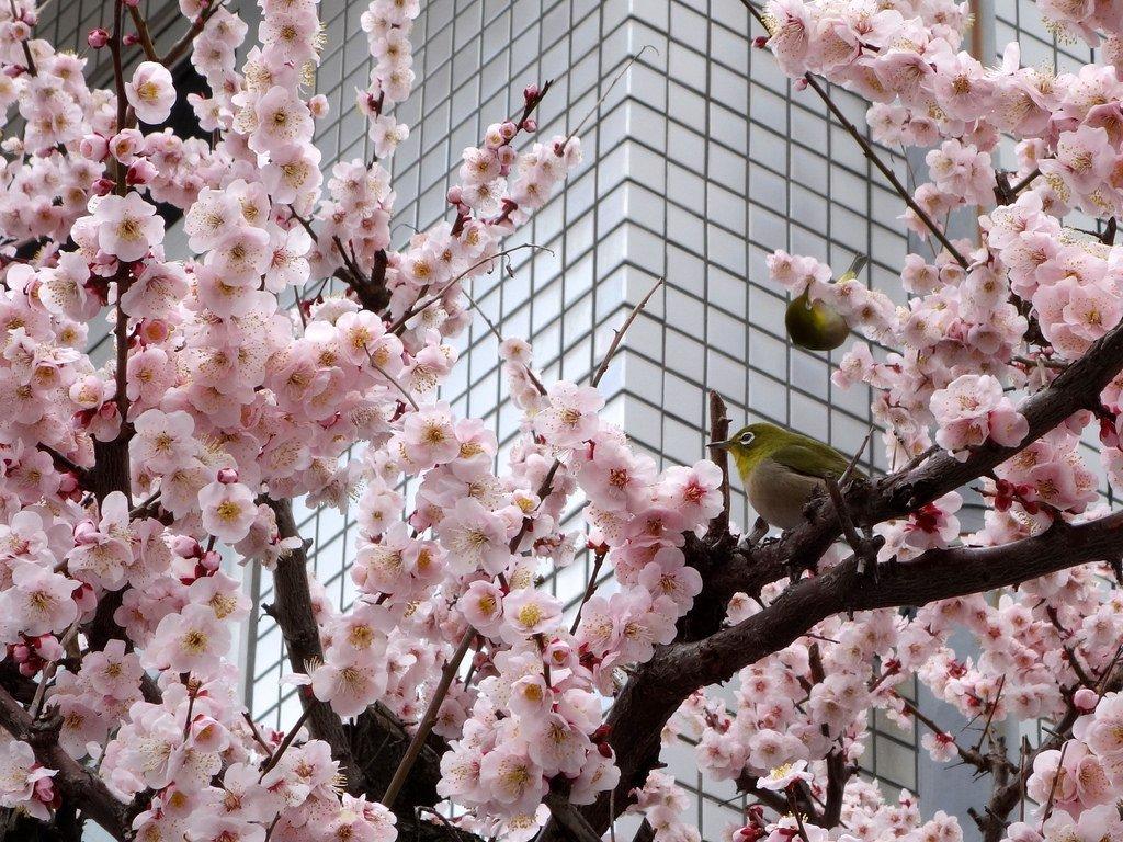 1024x768 Best Places to See Plum Blossom in Tokyo