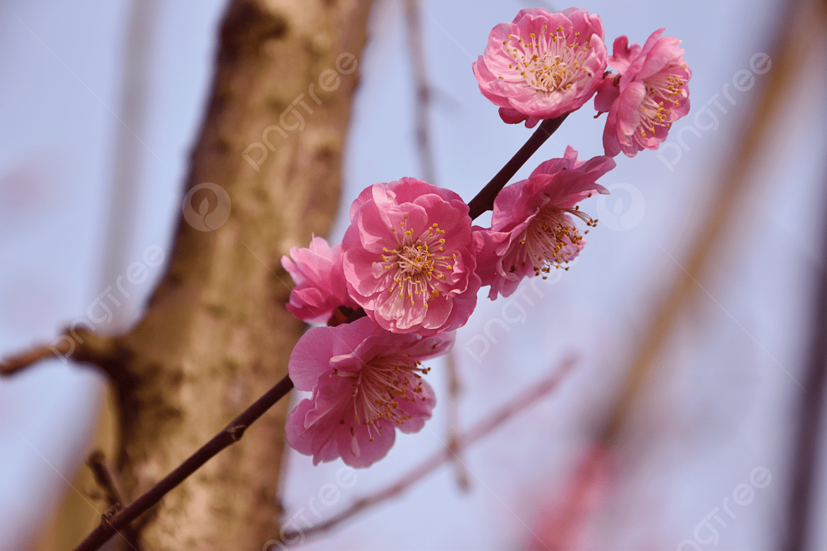 1200x800 Plum Blossom Spring Equinox Landscape HD Flower Wallpaper Cherry Blossom Pink Plant Background, Plum Blossom, Pink, Spring Background Image And Wallpaper for Free Download