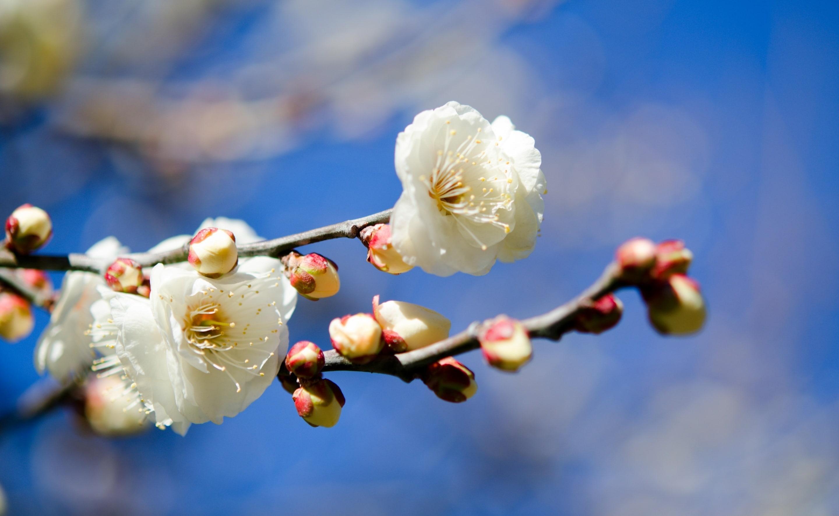 2880x1773 Wallpaper / Tokyo, white color, focus on foreground, plum blossom, beauty in nature, Plant, theimperialpalace, cherry blossom, chiyoda, Garden, flower head, chiyodaku free download